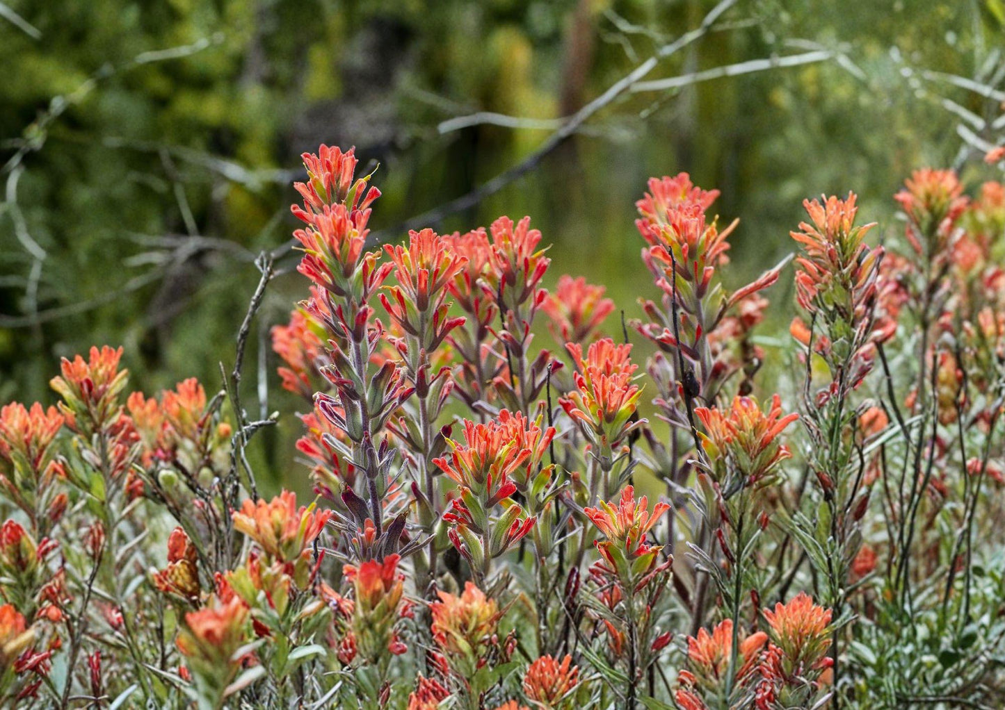 Northwestern Indian Paintbrush Seeds - Native Wildflower, Pollinator Friendly - Castilleja hispida
