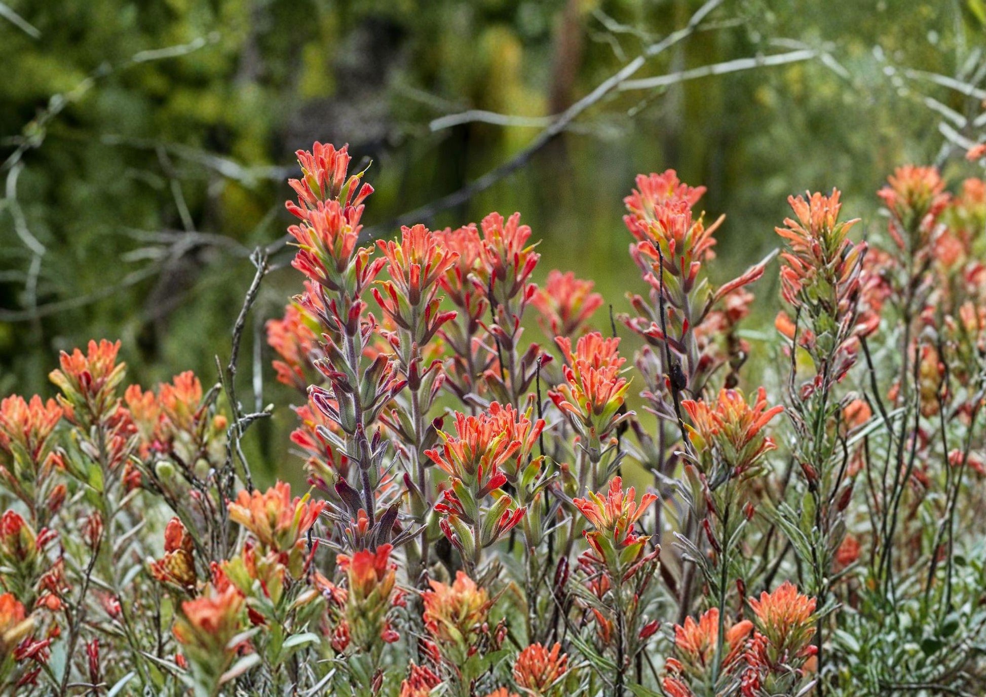 Northwestern Indian Paintbrush Seeds - Native Wildflower, Pollinator Friendly - Castilleja hispida