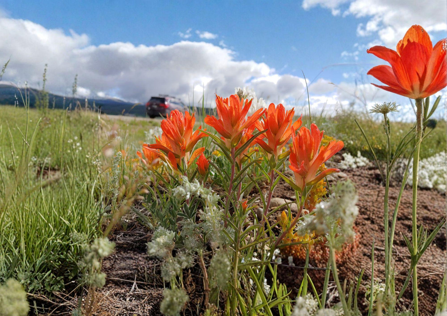 Orange Paintbrush Seeds - 100 Count, Southwestern Native Wildflower, Pollinator Plant, Castilleja linariifolia
