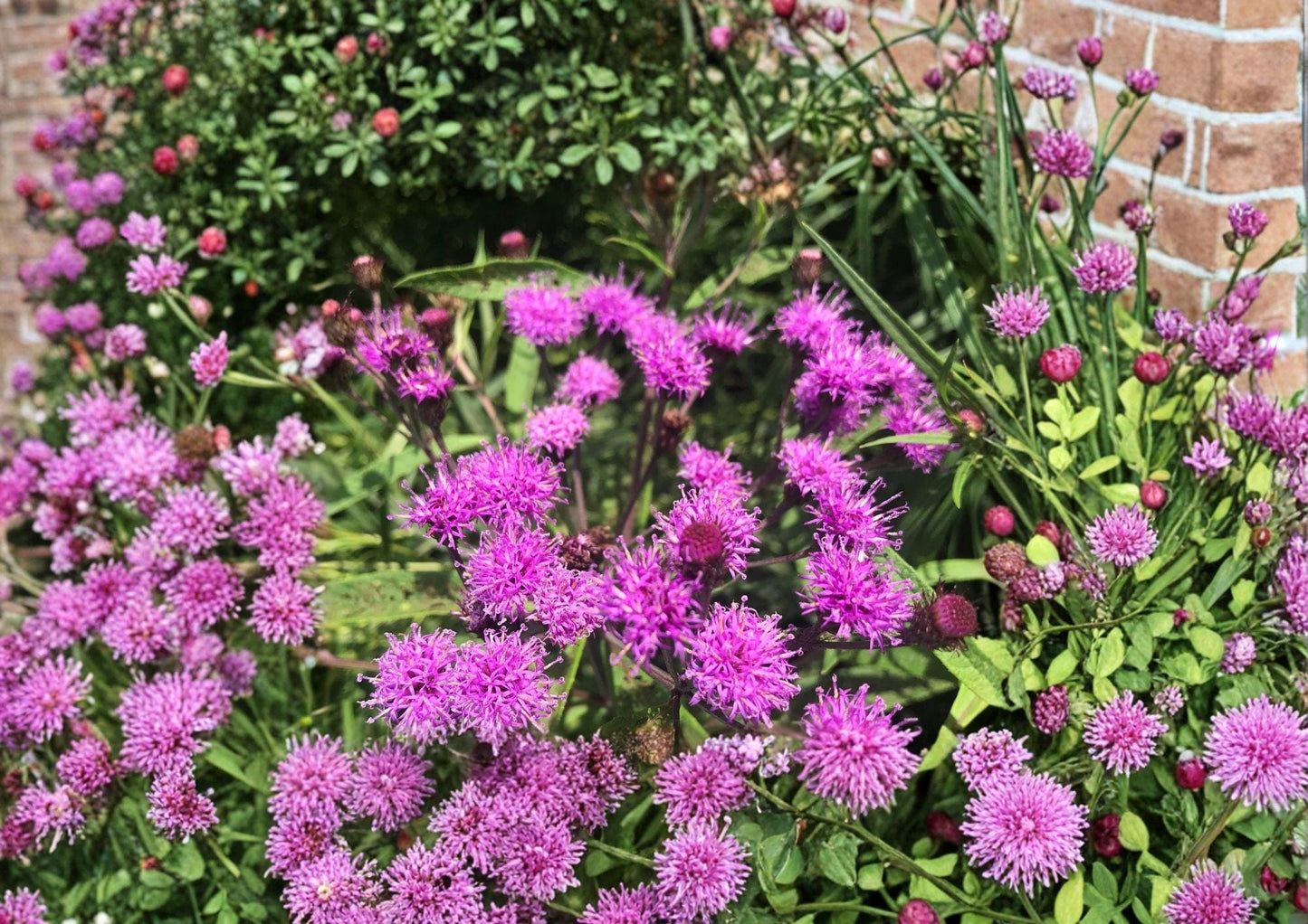 New York Ironweed Seeds - 100 Seeds - Native Purple Pollinator Wildflower - Vernonia noveboracensis