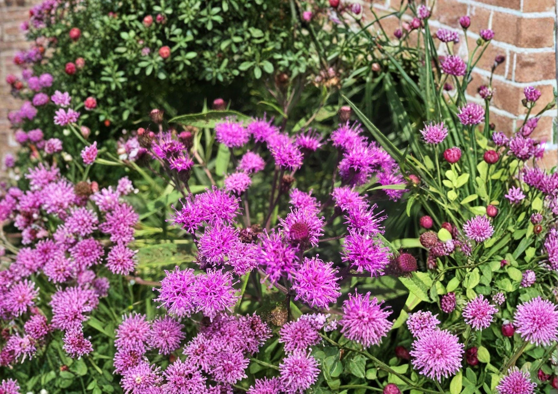New York Ironweed Seeds - 100 Seeds - Native Purple Pollinator Wildflower - Vernonia noveboracensis