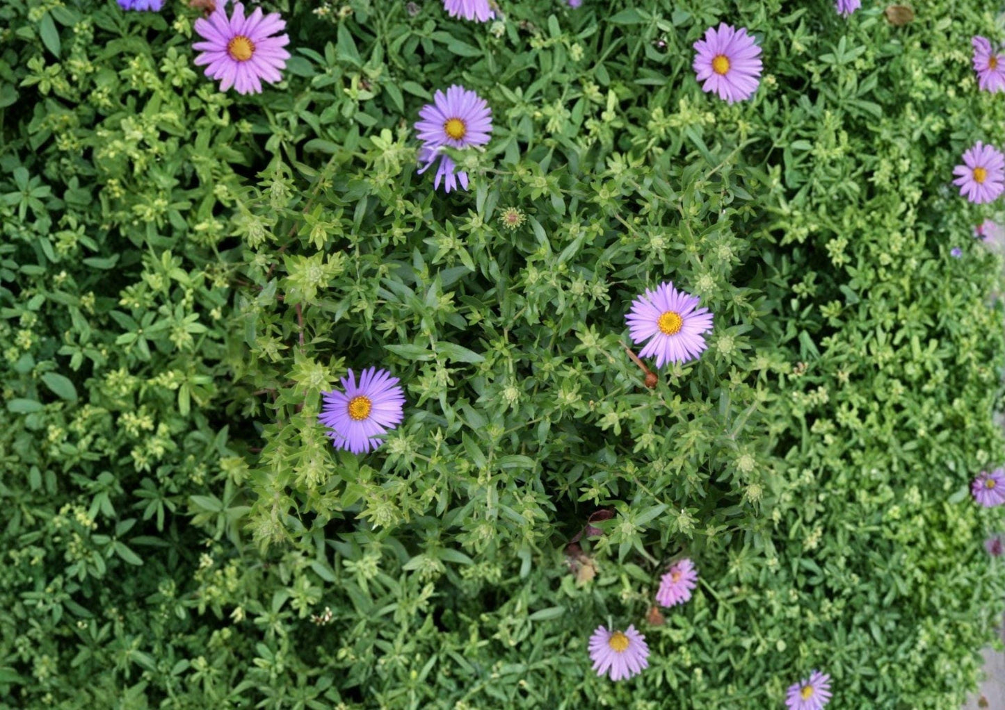 Aromatic Aster Seeds - 100 Non-GMO Blue Purple Wildflower Seeds - Fragrant Pollinator (Symphyotrichum oblongifolium)