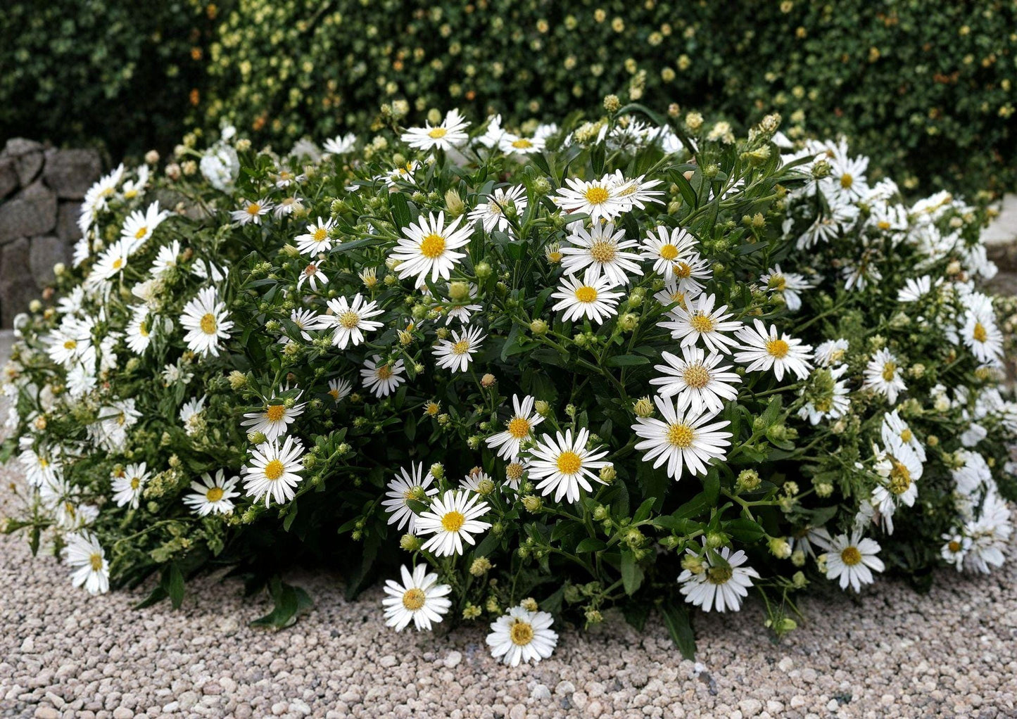 Heath Aster Seeds - 100 Native White Wildflower Seeds - Pollinator Perennial (Symphyotrichum ericoides)