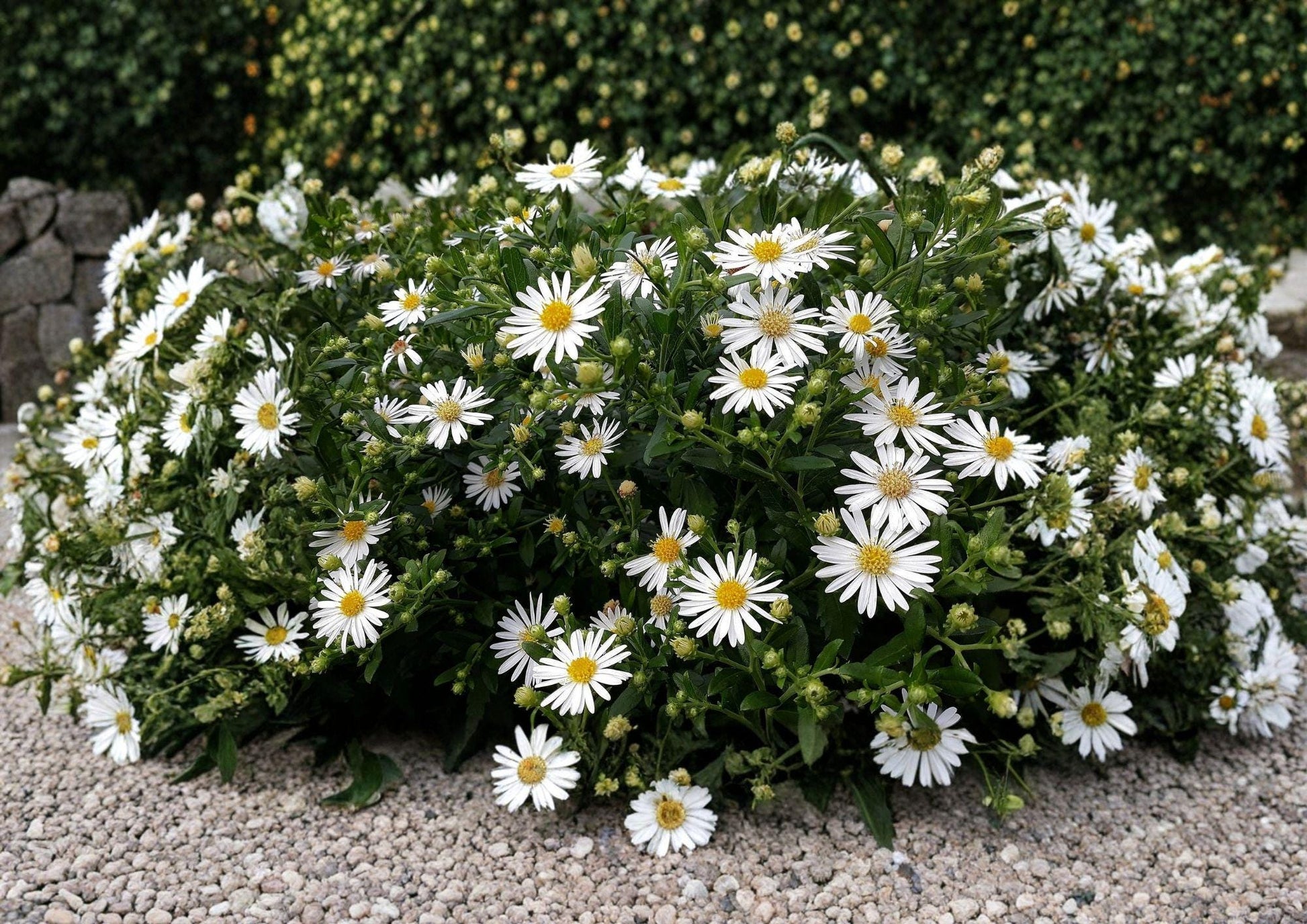 Heath Aster Seeds - 100 Native White Wildflower Seeds - Pollinator Perennial (Symphyotrichum ericoides)