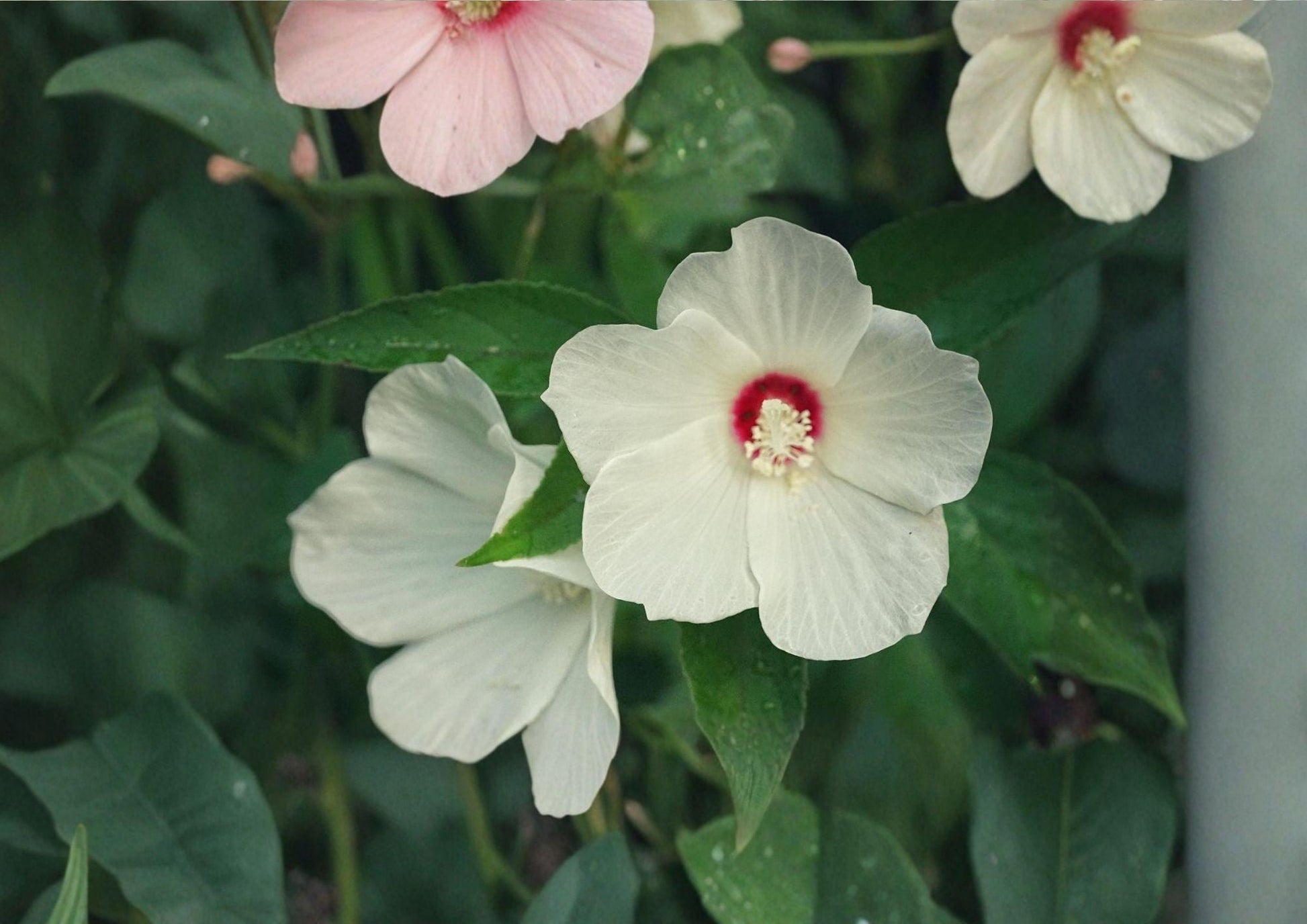 Swamp Rose Mallow Seeds - Crimson Eyed Hibiscus moscheutos - Native Wetland Perennial - 30 Seeds