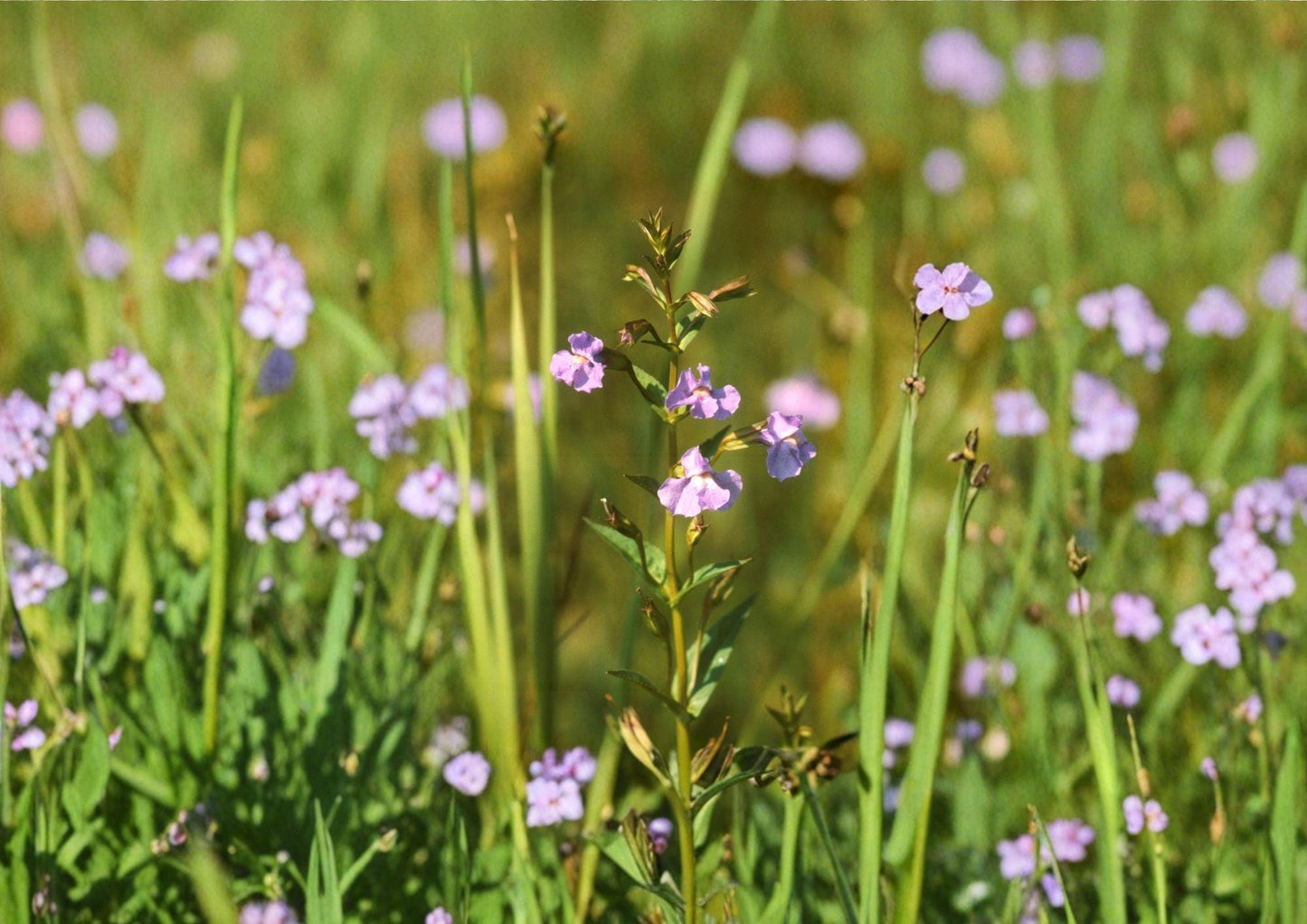 Monkey Flower Seeds - 5000 Count - Purple Wetland Perennial for Rain Garden - Mimulus ringens