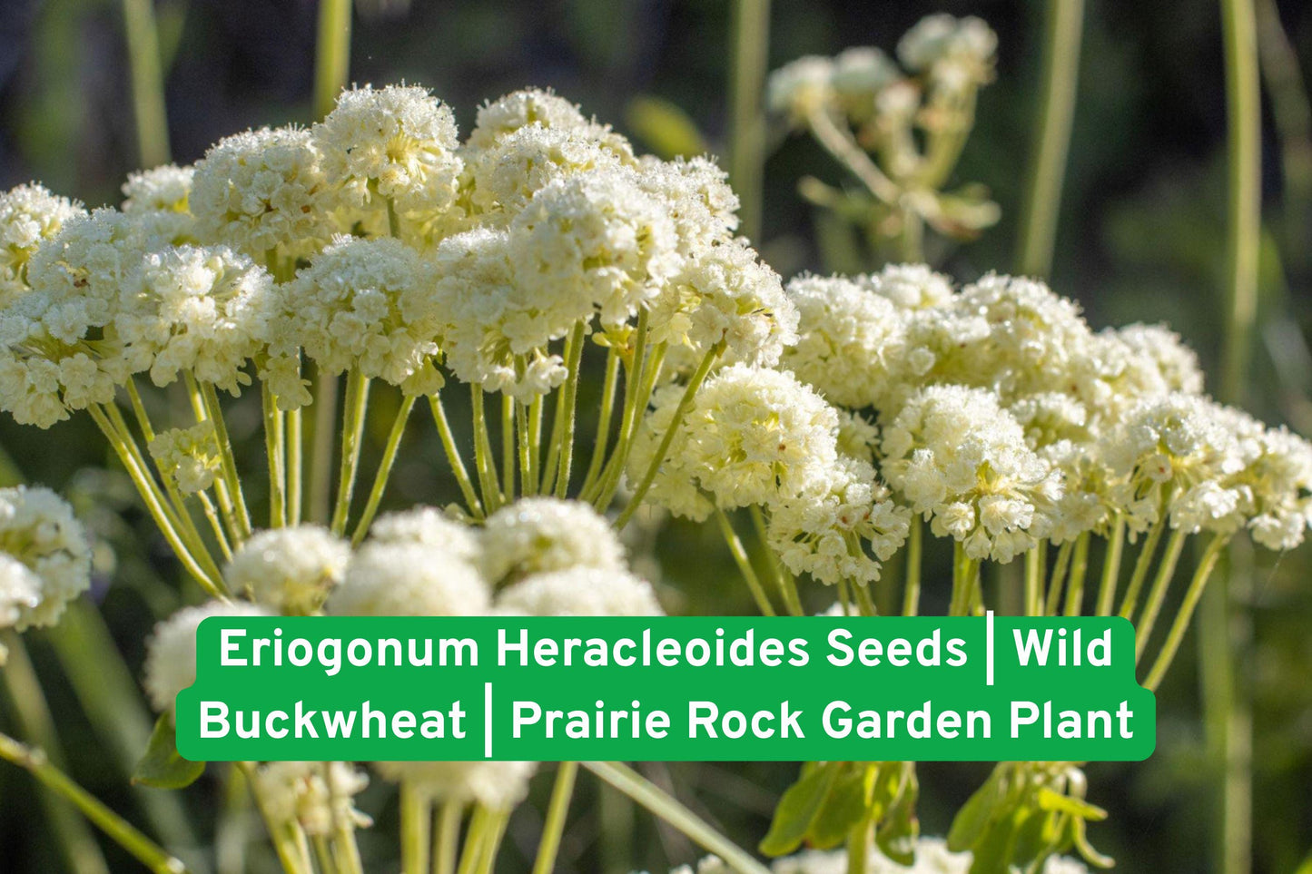 Eriogonum Heracleoides Seeds - Wild Buckwheat for Rock Gardens, Prairie Landscapes, Drought-Tolerant Plant, Native Wildflower Seeds