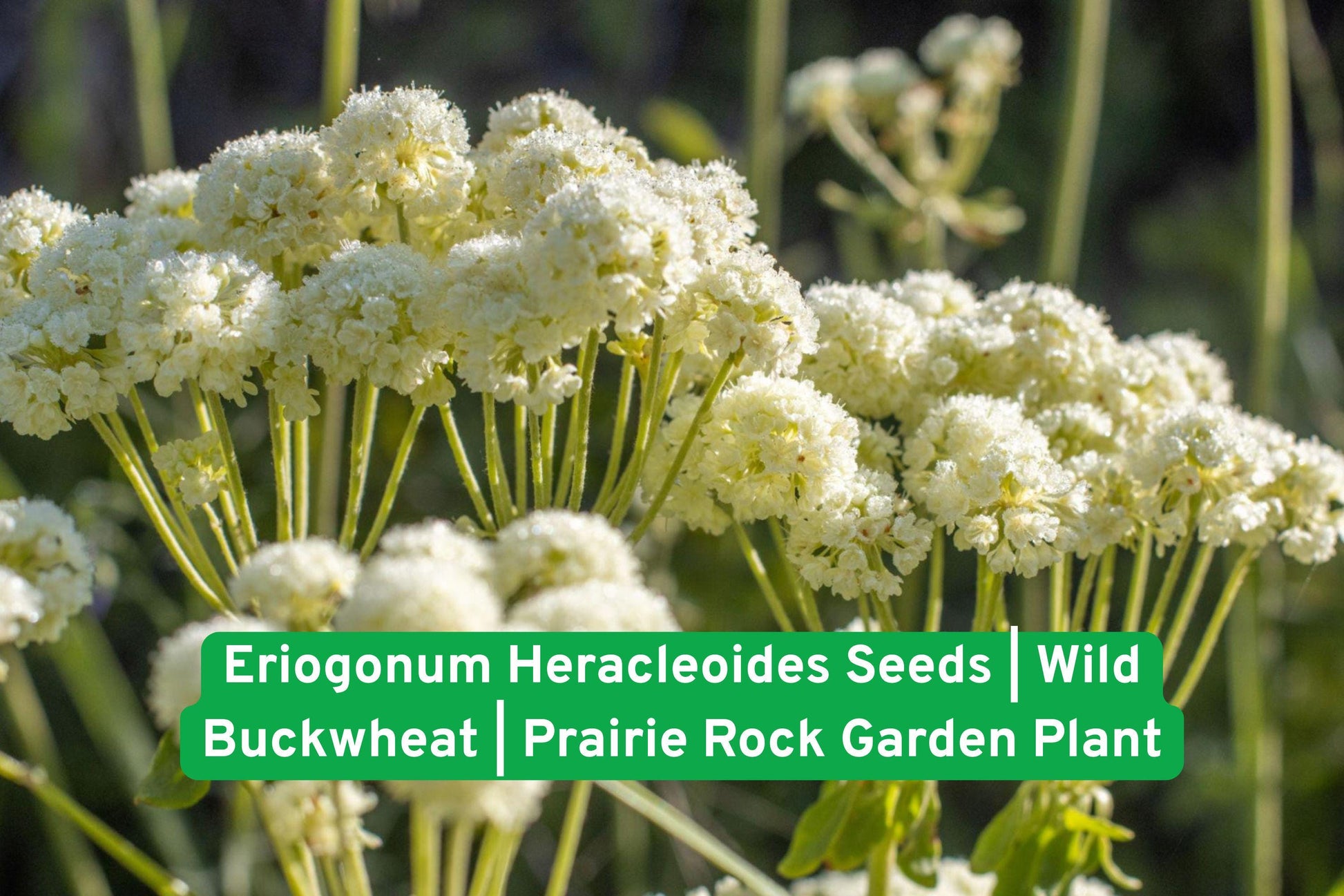 Eriogonum Heracleoides Seeds - Wild Buckwheat for Rock Gardens, Prairie Landscapes, Drought-Tolerant Plant, Native Wildflower Seeds
