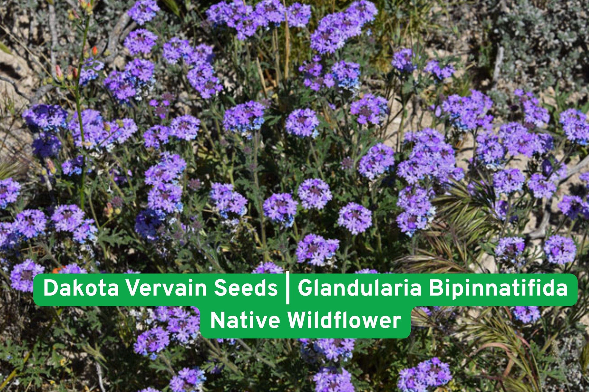 Dakota Vervain Seeds | Native Wildflower | Glandularia bipinnatifida | Drought Tolerant | Pollinator Friendly Garden Seeds