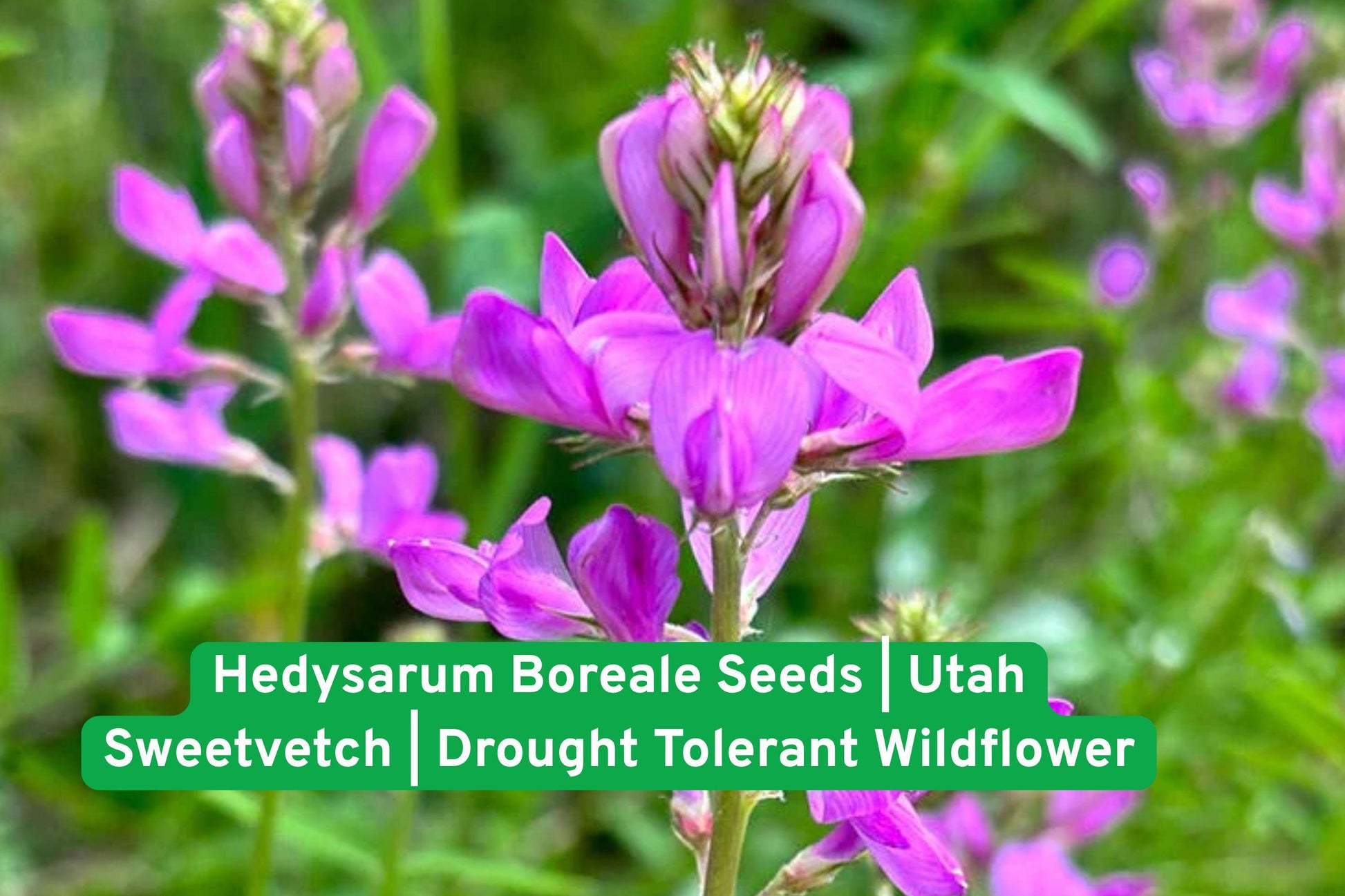 Hedysarum Boreale Seeds | Utah Sweetvetch | Drought Tolerant Wildflower | Nitrogen-Fixing Native Legume Seeds