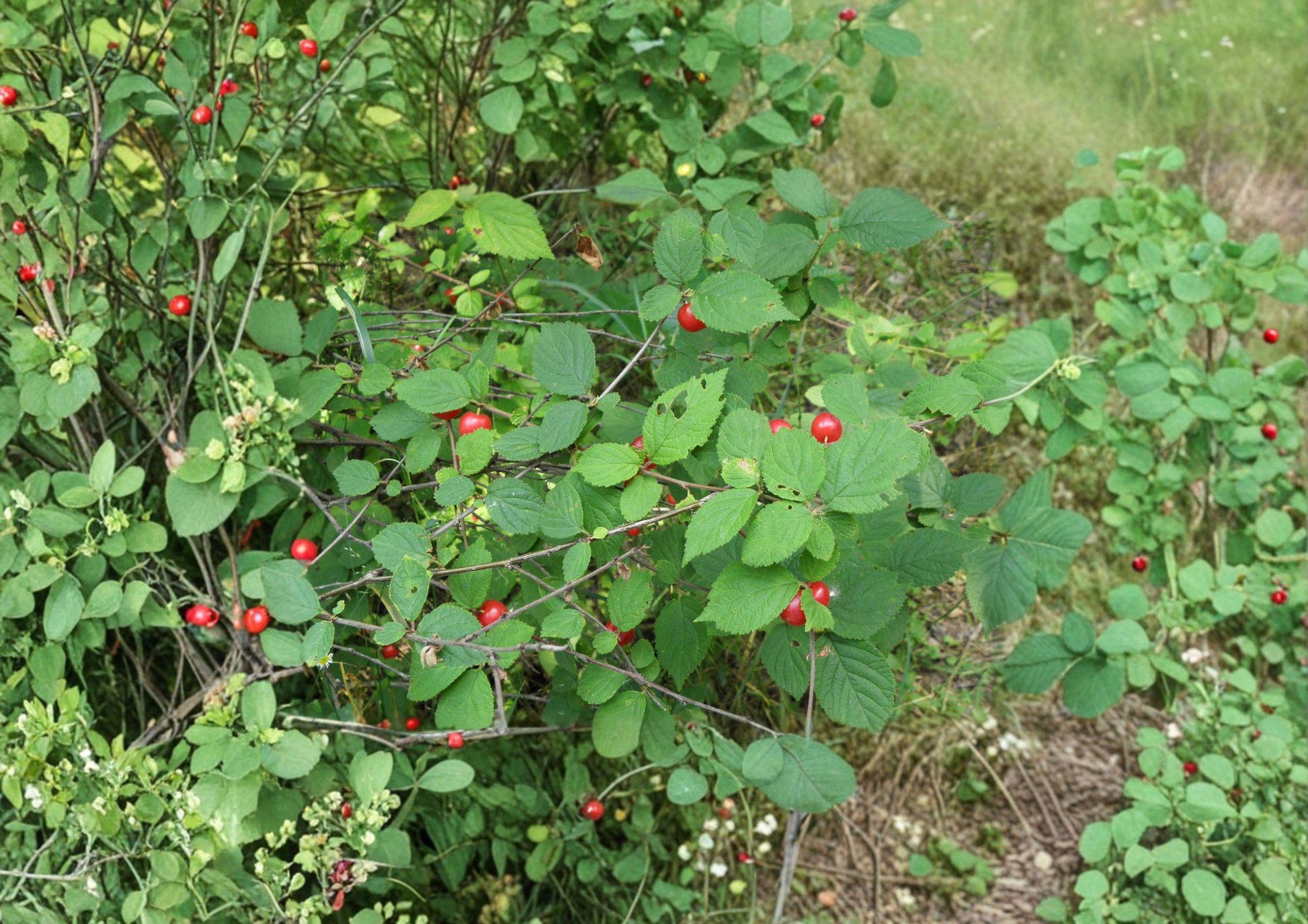 Nanking Cherry Tree Seeds - Hardy Fruiting Shrub - Ornamental Garden Plant - Prunus tomentosa (10 Seeds)