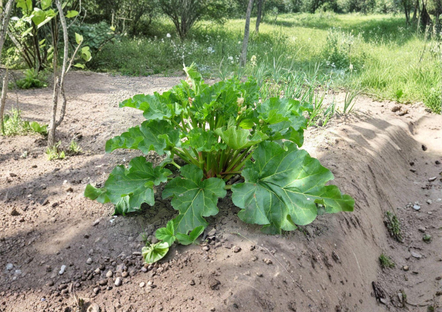 Rhubarb Seeds - 25 Heirloom Vegetable Seeds, Victoria Variety, Non-GMO Perennial Pie Plant, Garden Growing