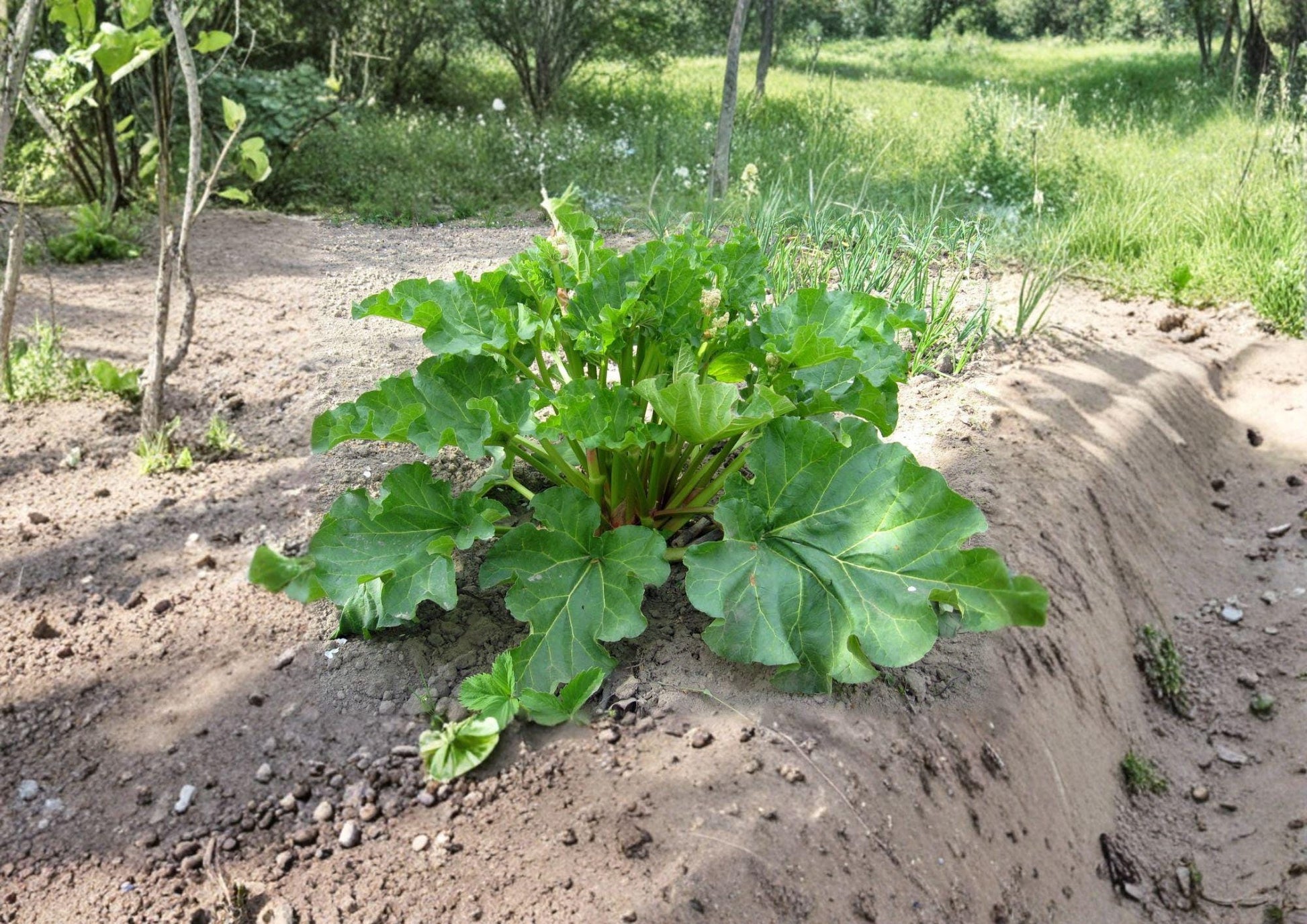 Rhubarb Seeds - 25 Heirloom Vegetable Seeds, Victoria Variety, Non-GMO Perennial Pie Plant, Garden Growing