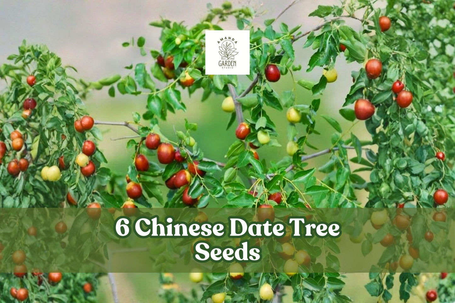 6 Chinese Date Tree Seeds - Jujube Ziziphus jujuba - Deciduous Fruit Tree for Garden or Orchard Planting