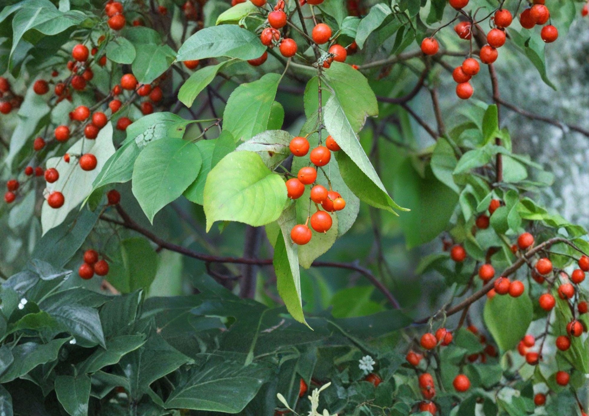 American Bittersweet Seeds - 30 Seeds - Celastrus scandens, Orange Red Berries, Hardy Perennial Climbing Vine