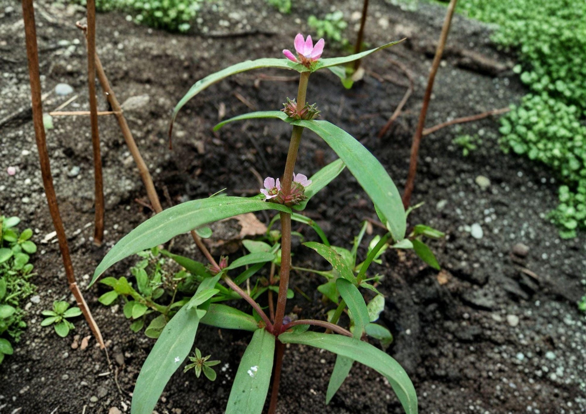 Scarlet Toothcup Seeds - 1000 Non-GMO Native Wetland Wildflower Seeds for Pollinators - (Rhynchospora capitata)