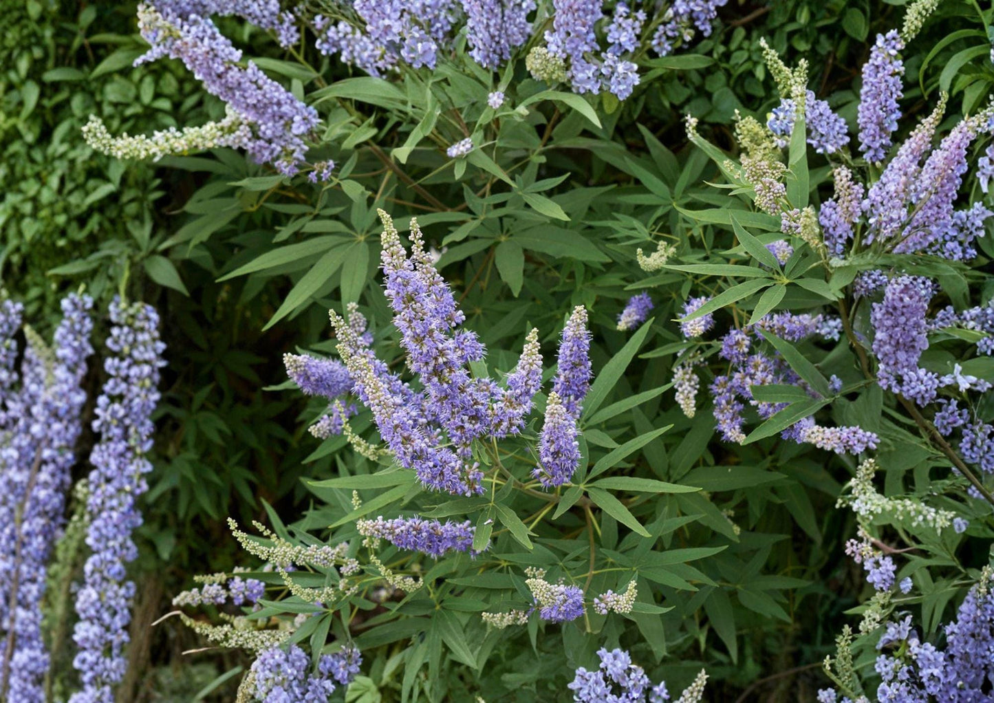 Vitex Agnus Castus Seeds - Purple Flowering Shrub - Butterfly Garden Plant - Easy to Grow Vitex