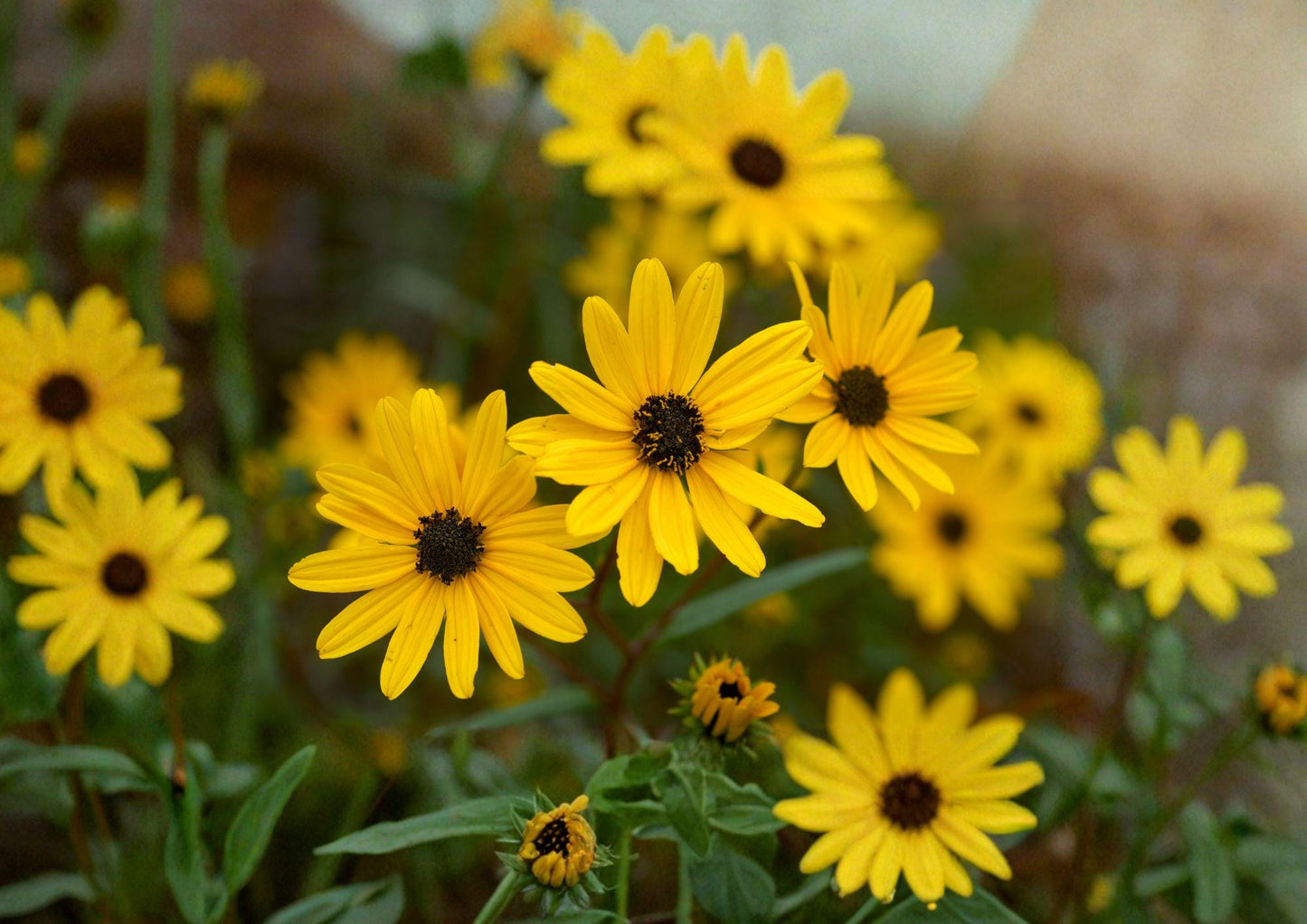 Swamp Sunflower Seeds - 200 Native Wildflower Seeds for Bright Yellow Blooms - Helianthus Angustifolius Fresh Stock