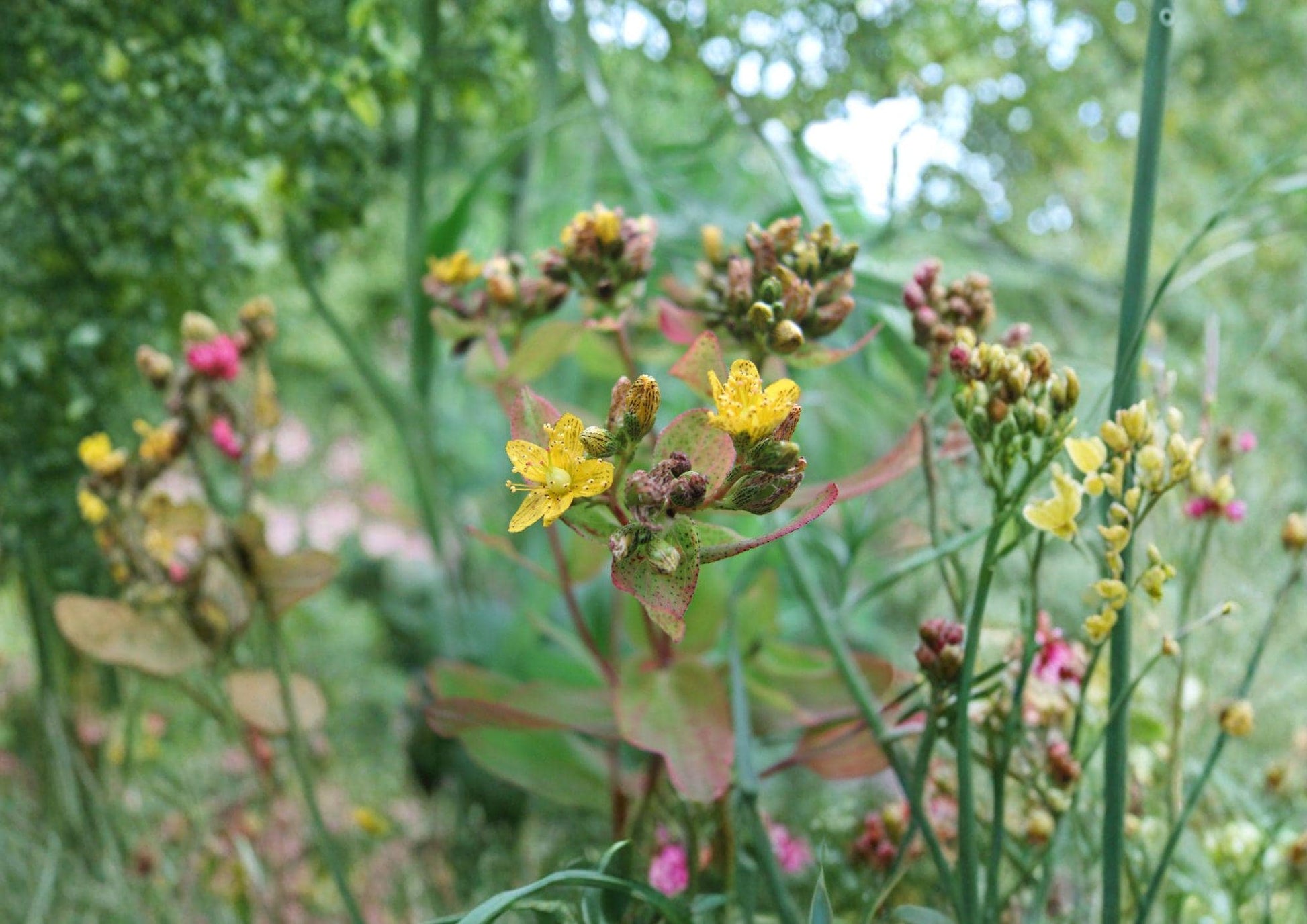 Hypericum Punctatum Seeds - 500 Native Wildflower Seeds for Yellow Blooms - St. John's Wort, Fast Growing