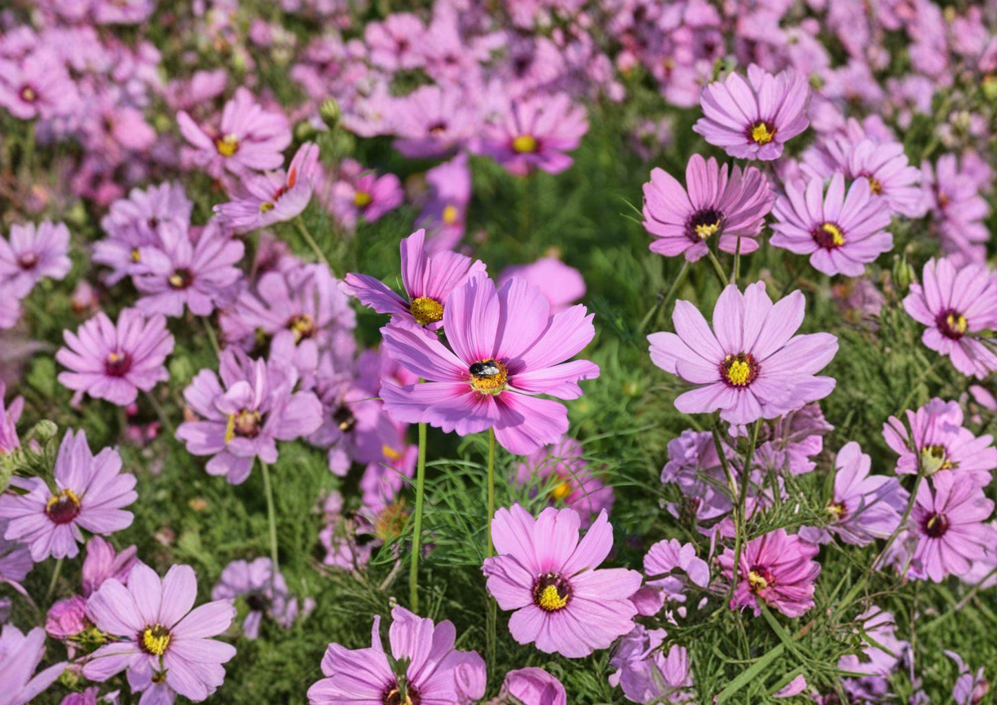 Cosmos Seeds - 100 Pink Daisy Annual Flower Seeds for Garden - Fast Growing Cosmos bipinnatus