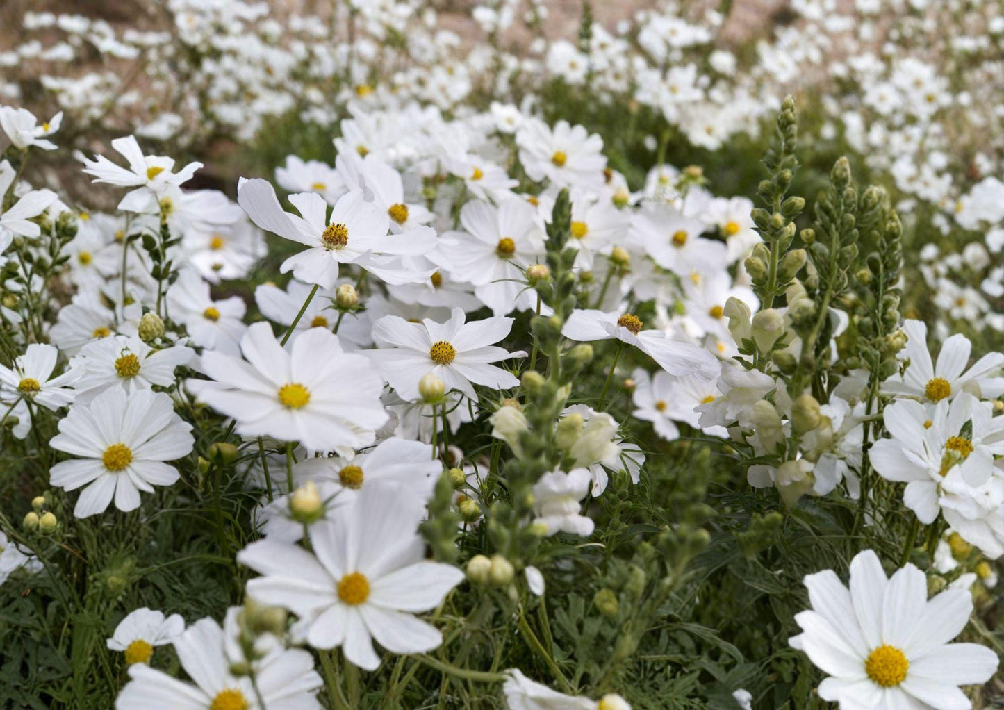 Cosmos Seeds - 100 Pack - Purity White Annual Flowers - Easy to Grow for Summer Garden - Cosmos bipinnatus