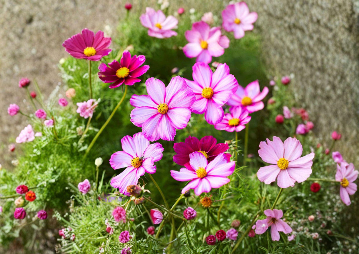 Cosmos Seeds - 100 Bicolor Picotee Daisy Blooms - Annual Flower for Garden - Cosmos bipinnatus