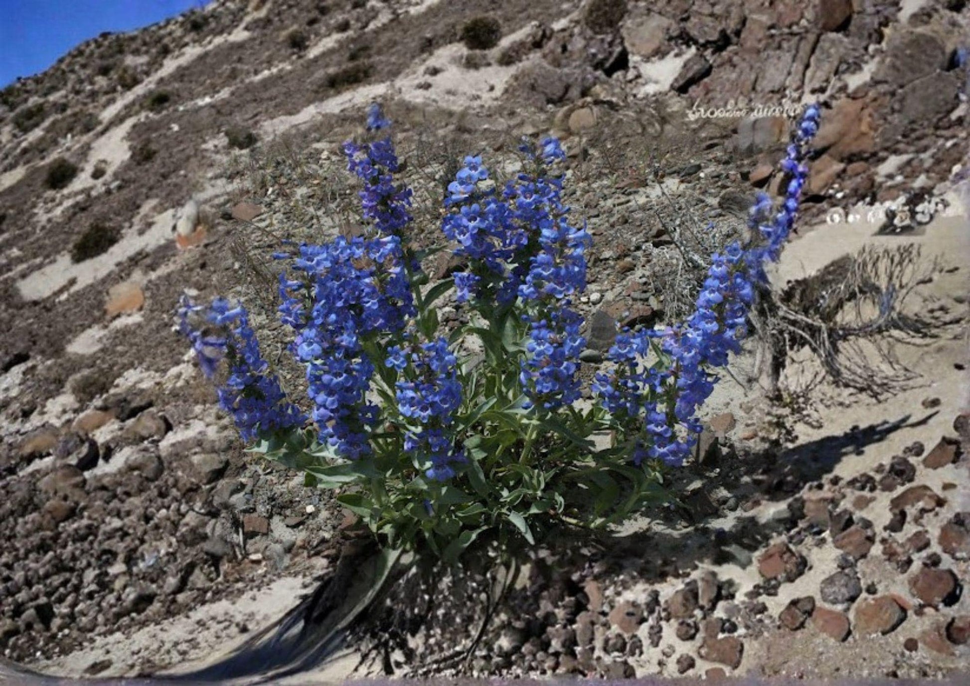 Sand Penstemon Seeds - 50 Native Wildflower Seeds, Blue Purple Blooms, Drought Tolerant Perennial, Penstemon angustifolius