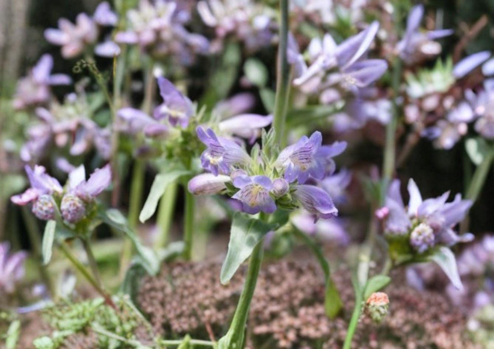 Pagoda Penstemon Seeds - 50 Native Wildflower Seeds, Lavender Blue Blooms - Penstemon campanulatus