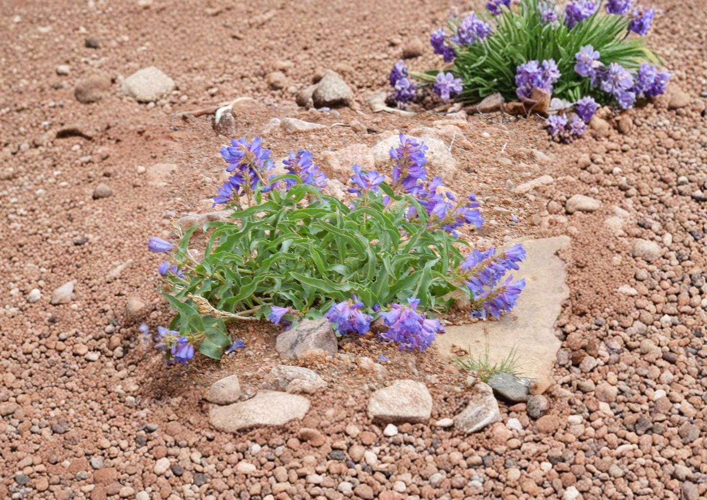 Penstemon Cyanocaulis Seeds – 50 Fast Growing Bluestem Beardtongue Wildflower Seeds for Blue Purple Blooms