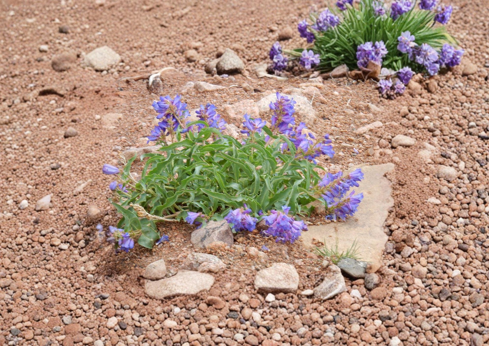 Penstemon Cyanocaulis Seeds – 50 Fast Growing Bluestem Beardtongue Wildflower Seeds for Blue Purple Blooms
