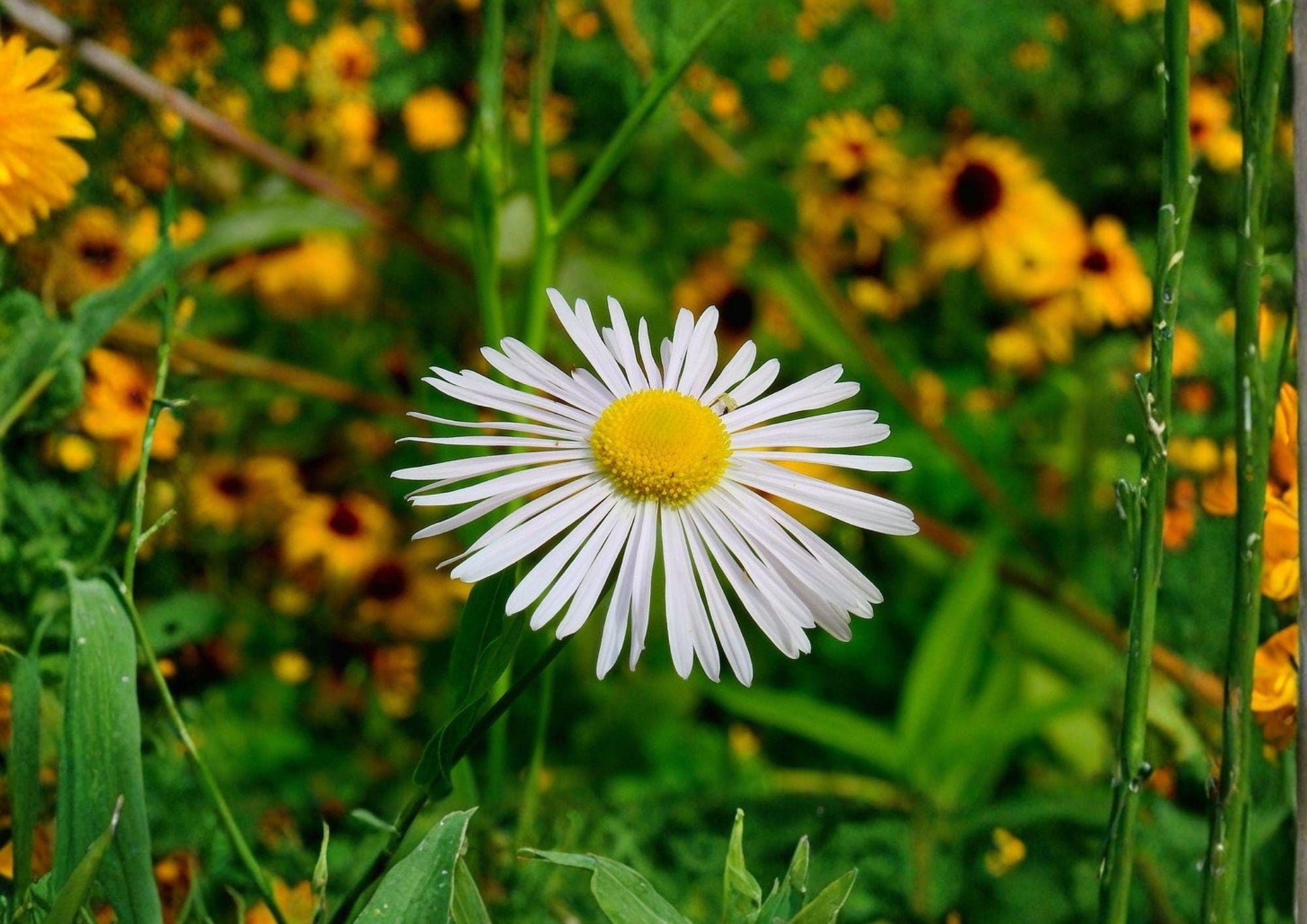 Decurrent False Aster Seeds - 500 Seeds - Native Wetland Pollinator Wildflower - Symphyotrichum subulatum