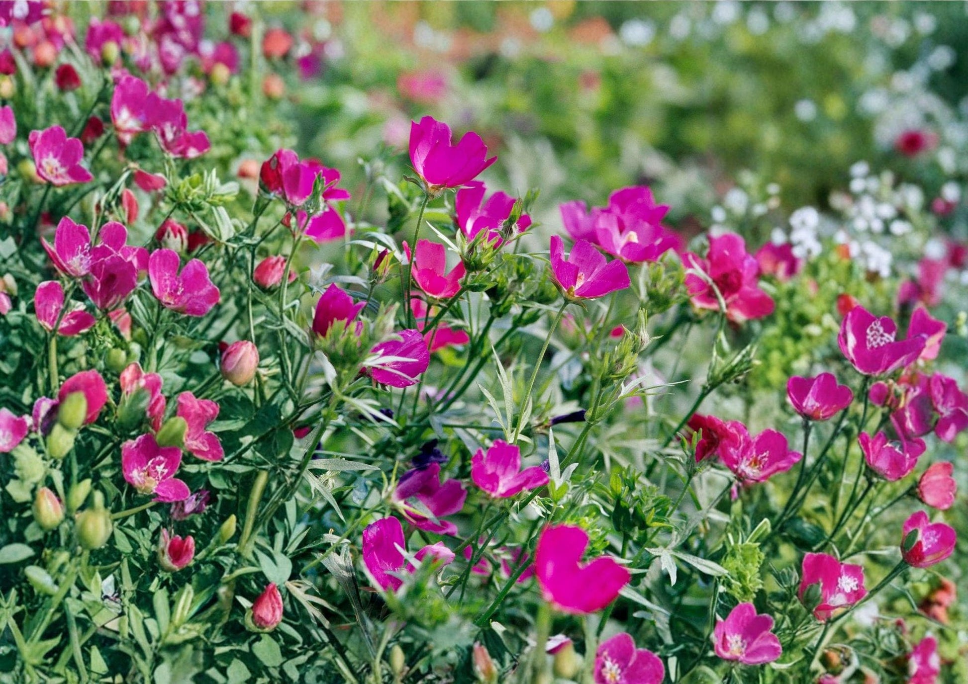 Purple Poppy Mallow Seeds - Magenta Ground Cover - Native Perennial Seeds (15 Seeds) - New Harvest Quality
