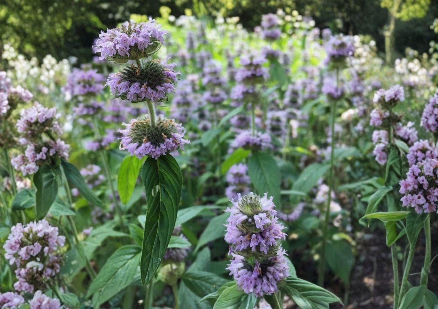 Downy Wood Mint Seeds 300 Count - Fragrant Purple Wildflower, Blephilia Ciliata - Fast Germination