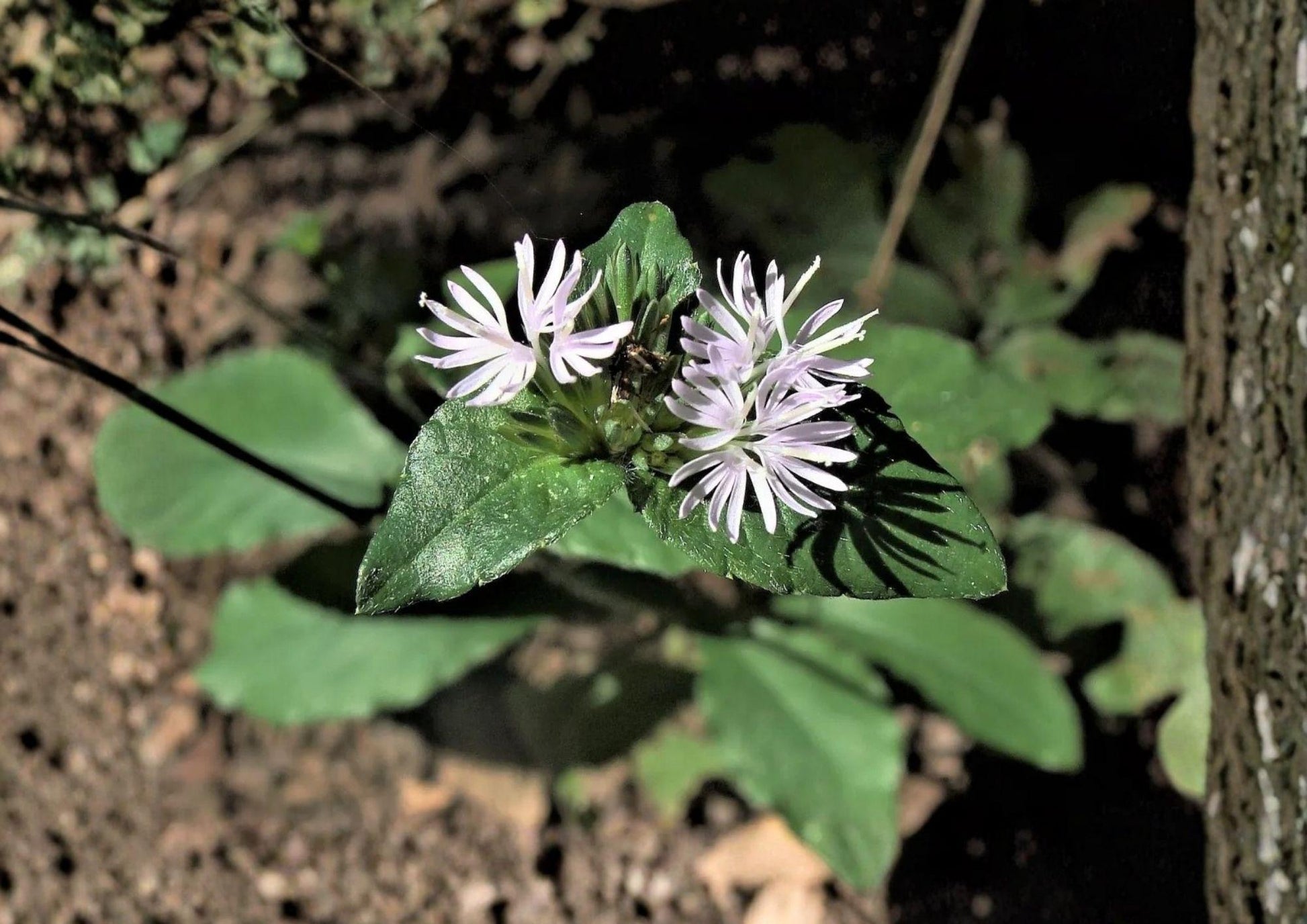 Elephantopus carolinianus Seeds - 100 Carolina Elephants Foot Seeds, Unique Purple Pollinator Wildflower, Non-GMO Perennial