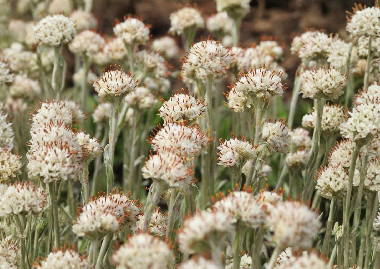 Prairie Pussytoes Seeds - Drought Tolerant Wildflower Ground Cover - Antennaria neglecta (100 Seeds)