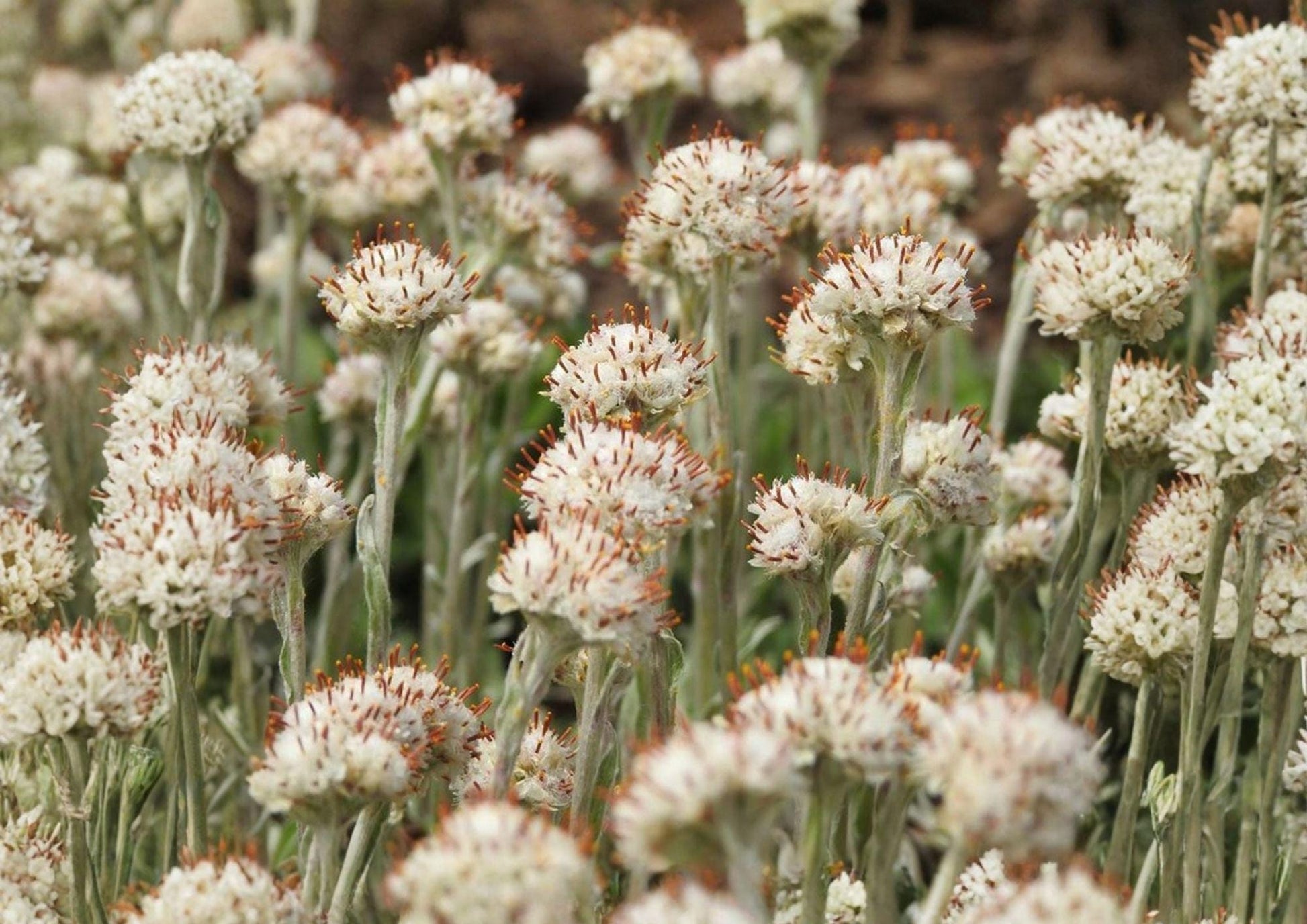 Prairie Pussytoes Seeds - Drought Tolerant Wildflower Ground Cover - Antennaria neglecta (100 Seeds)