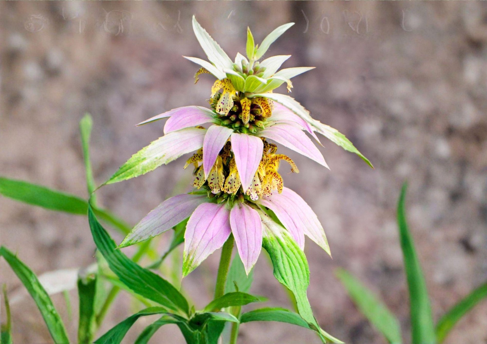 Spotted Bee Balm Seeds - 100 Count, Native Pollinator Wildflower, Drought Tolerant, Monarda punctata