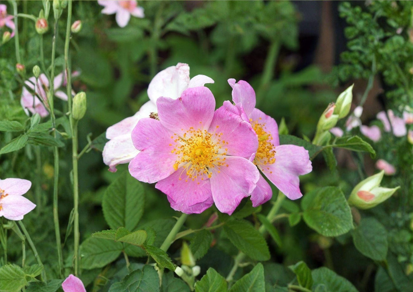 Illinois Rose Seeds – Fragrant Climbing Prairie Rose – Fast Growing Rosa setigera