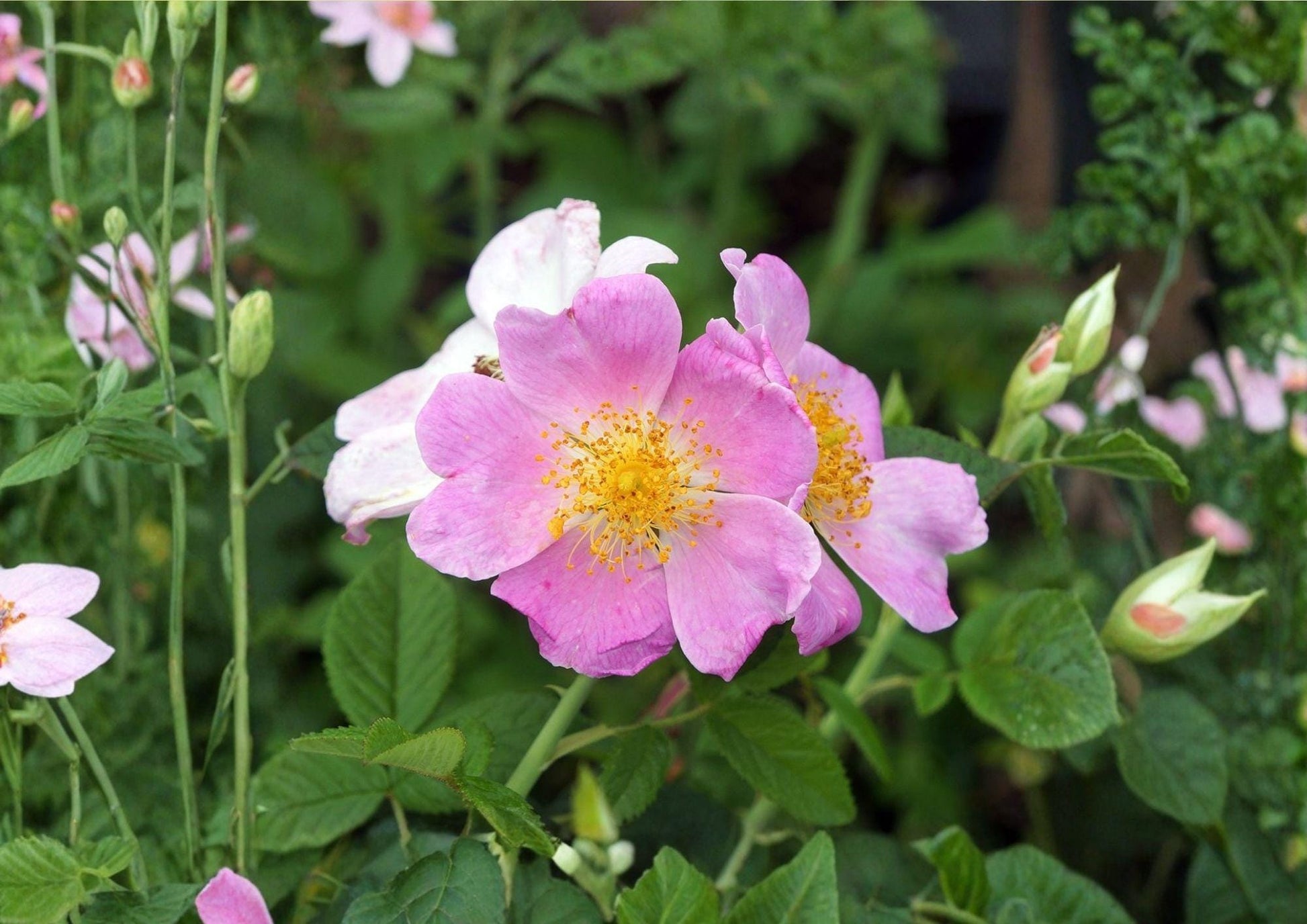 Illinois Rose Seeds – Fragrant Climbing Prairie Rose – Fast Growing Rosa setigera