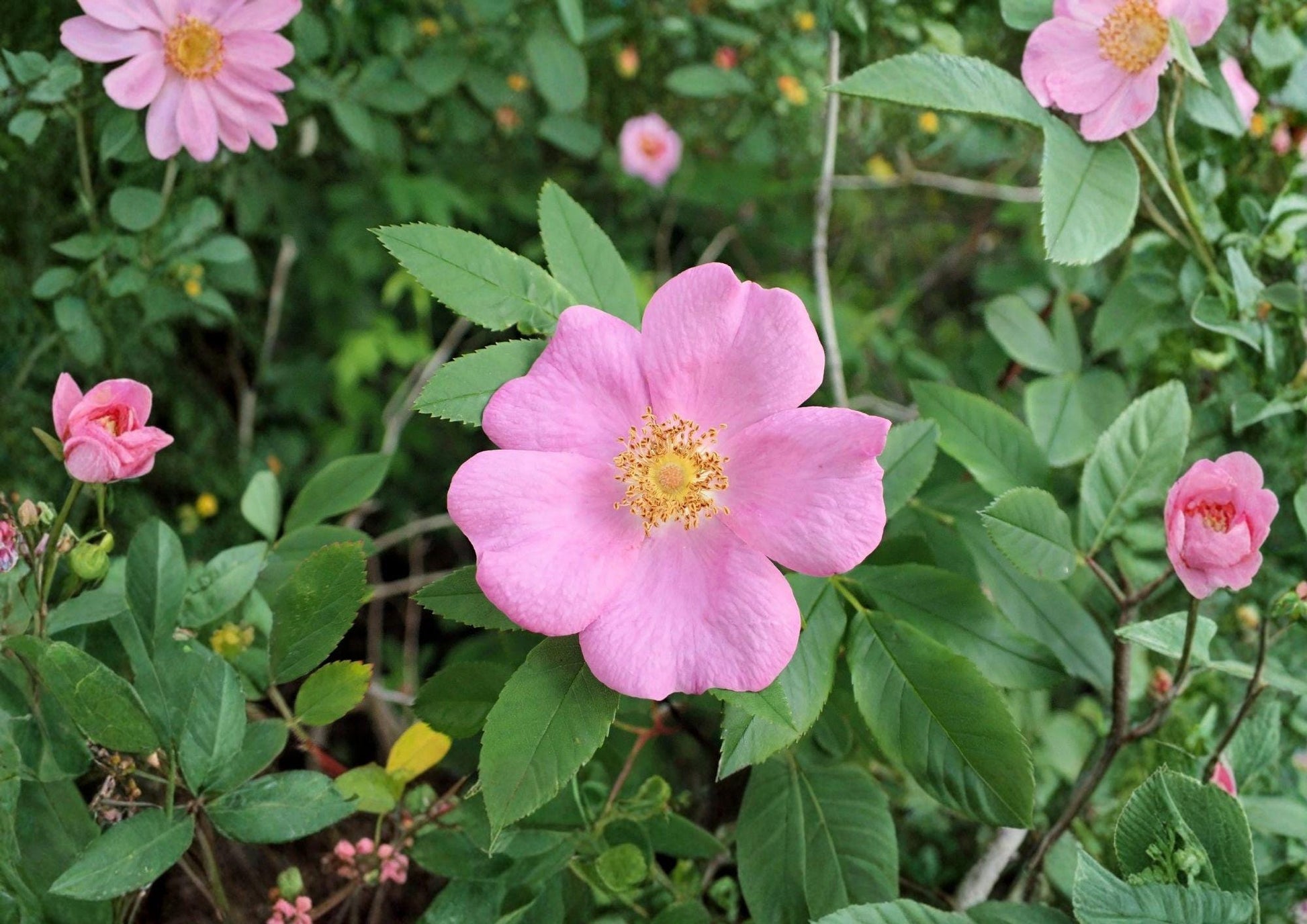 Swamp Rose Seeds - 30 Seeds - Rosa Palustris - Fragrant Pink Native Shrub for Gardens