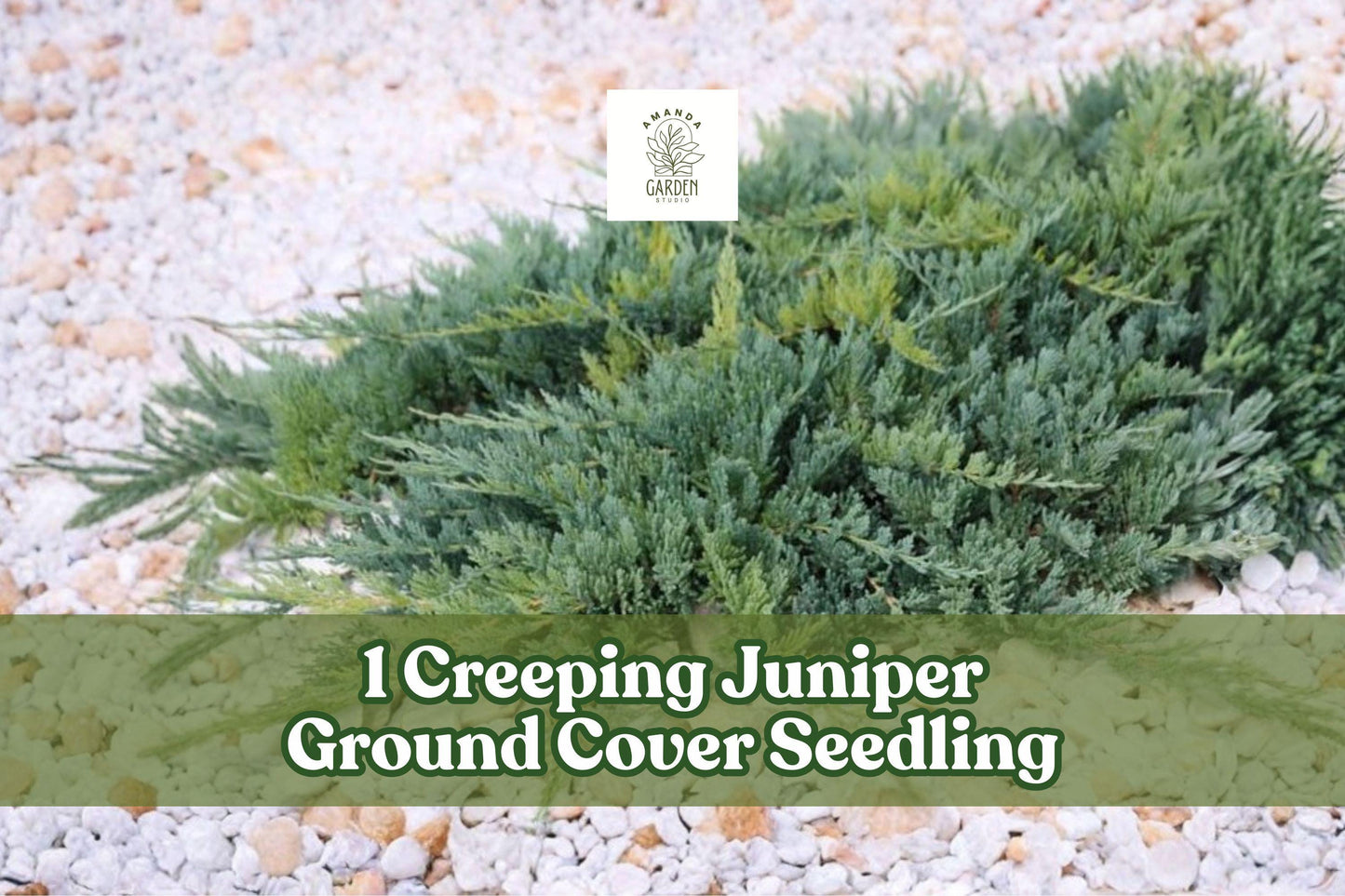Creeping Juniper Ground Cover Seedling 12-18 Inch Evergreen (Juniperus spp.) - Low-Growing, Spreading, Year-Round Greenery