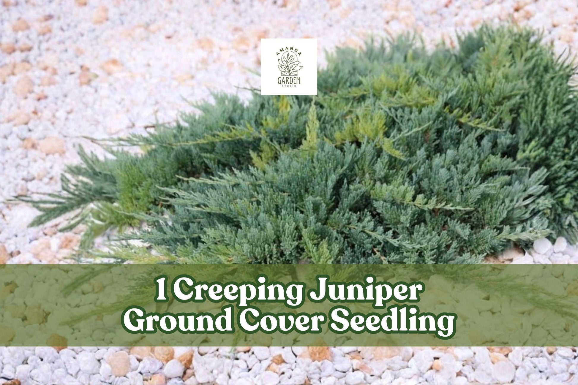 Creeping Juniper Ground Cover Seedling 12-18 Inch Evergreen (Juniperus spp.) - Low-Growing, Spreading, Year-Round Greenery