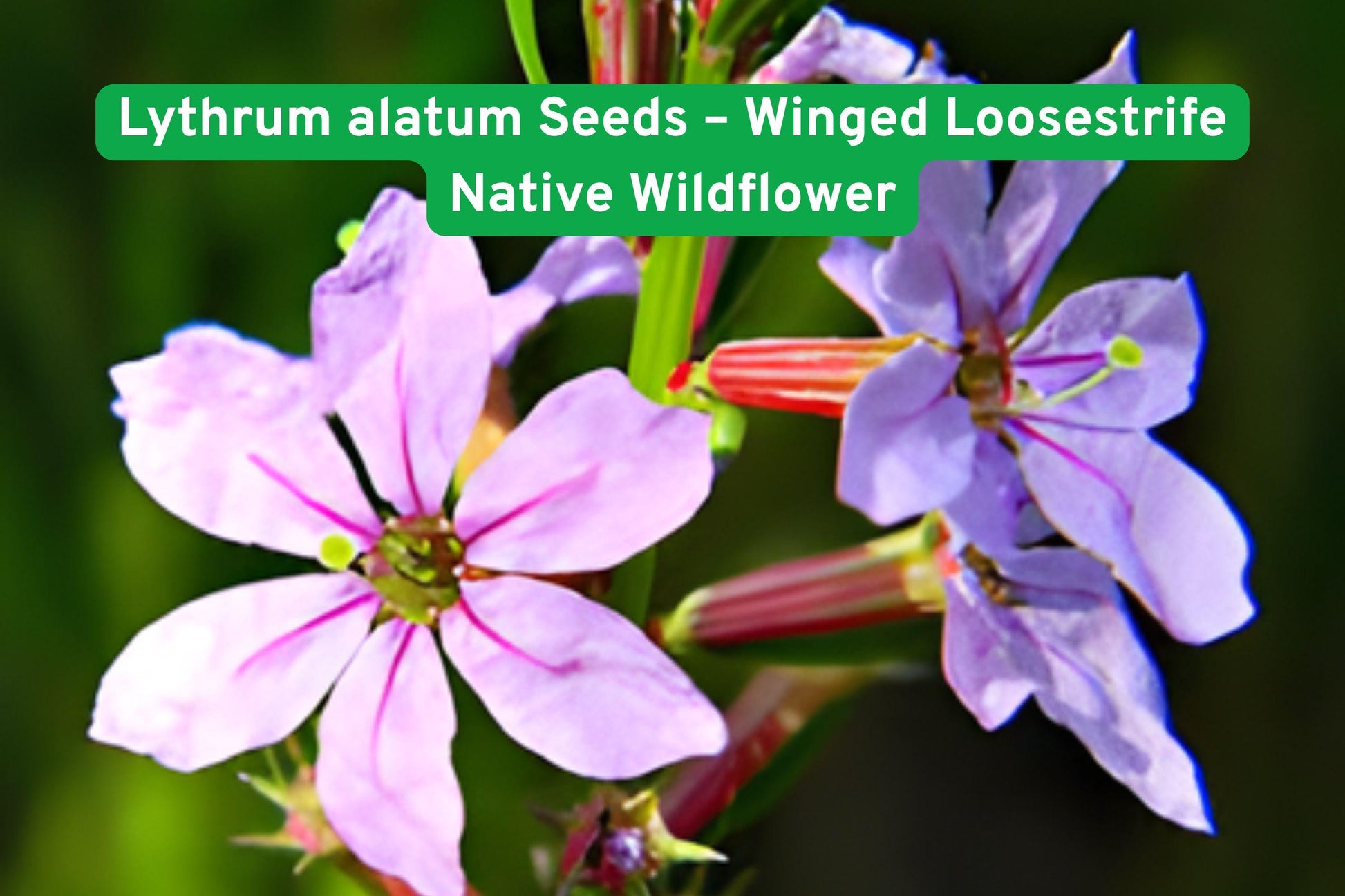 Wildflower Seeds | Lythrum alatum | Winged Loosestrife | Native Pink Blooms for Pollinator Gardens