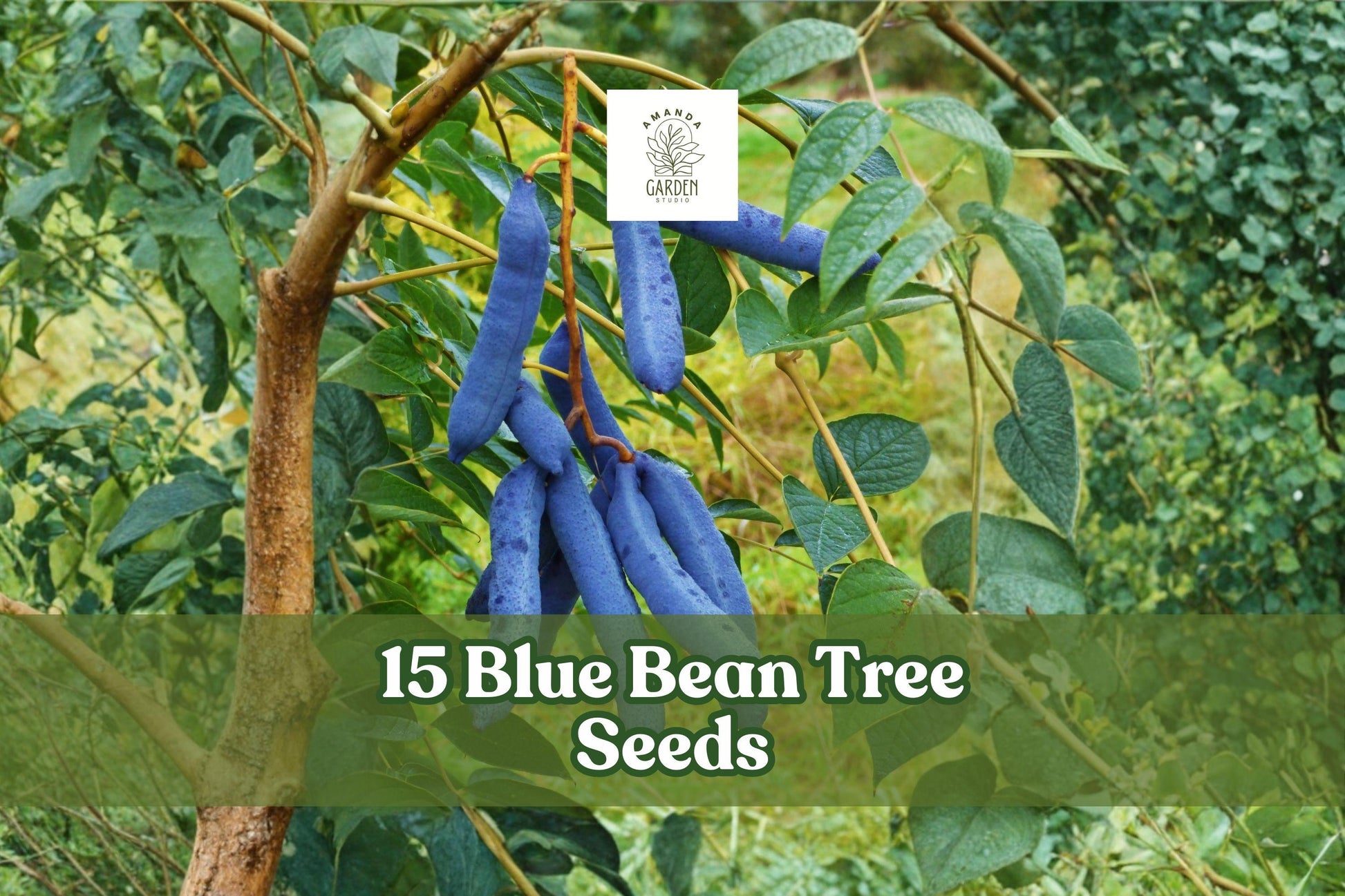 15 Blue Bean Tree Seeds - Decaisnea fargesii - Ornamental Shrub with Unique Blue Fruit Pods - Ideal for Landscape Gardens