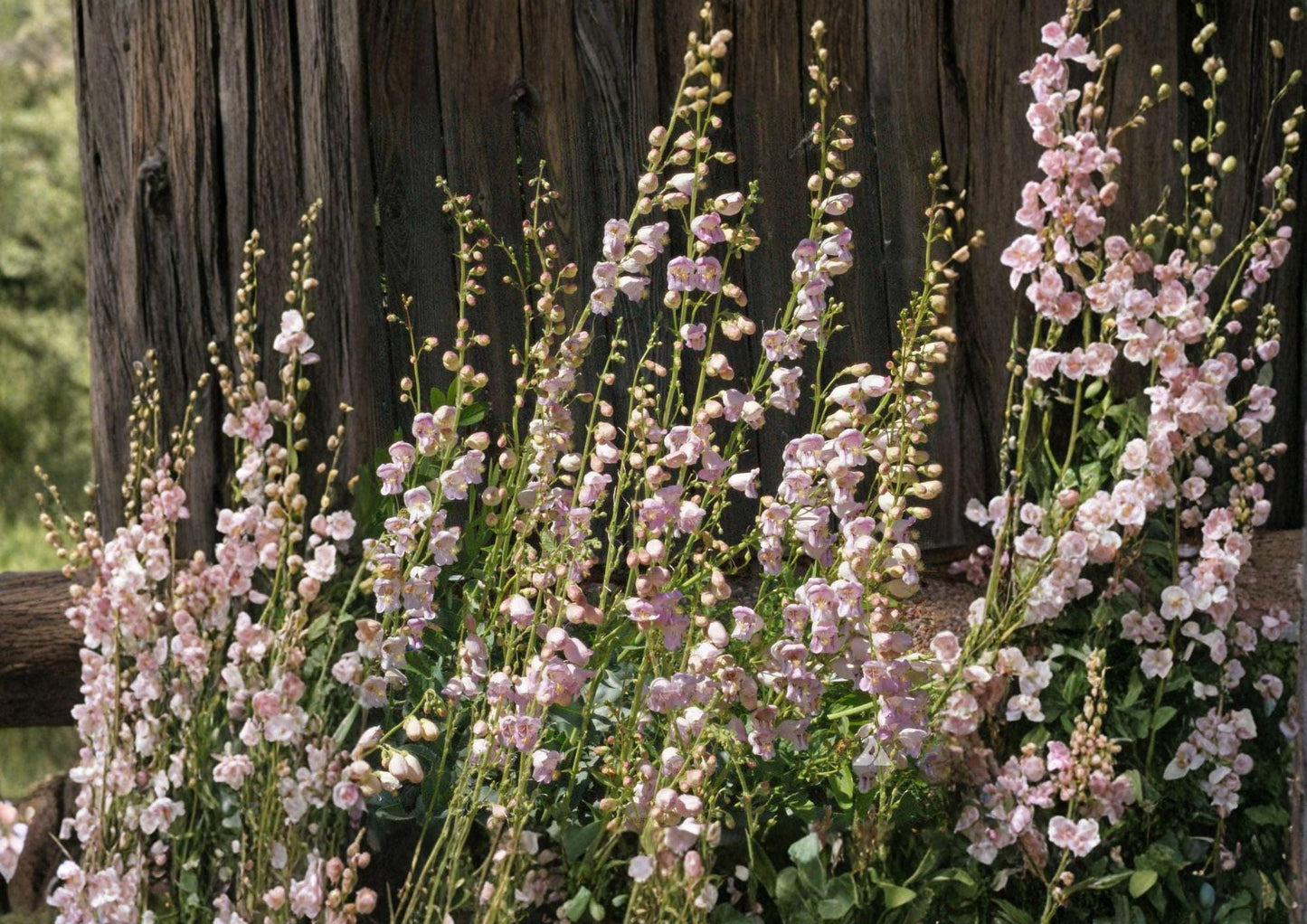 Penstemon Palmeri Seeds - 50 Fragrant Pink Beardtongue Wildflower Seeds for Garden Growing - Native Flower Seeds