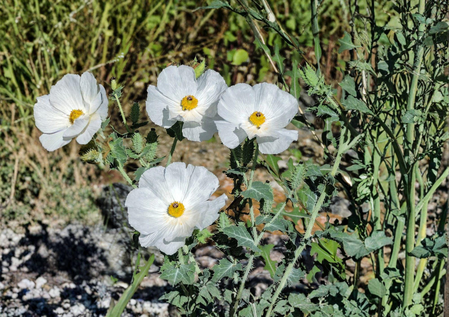 Prickly Poppy Seeds - 15 Seeds - Argemone polyanthemos - Native Prairie Wildflower - Bloom Haven Nursery