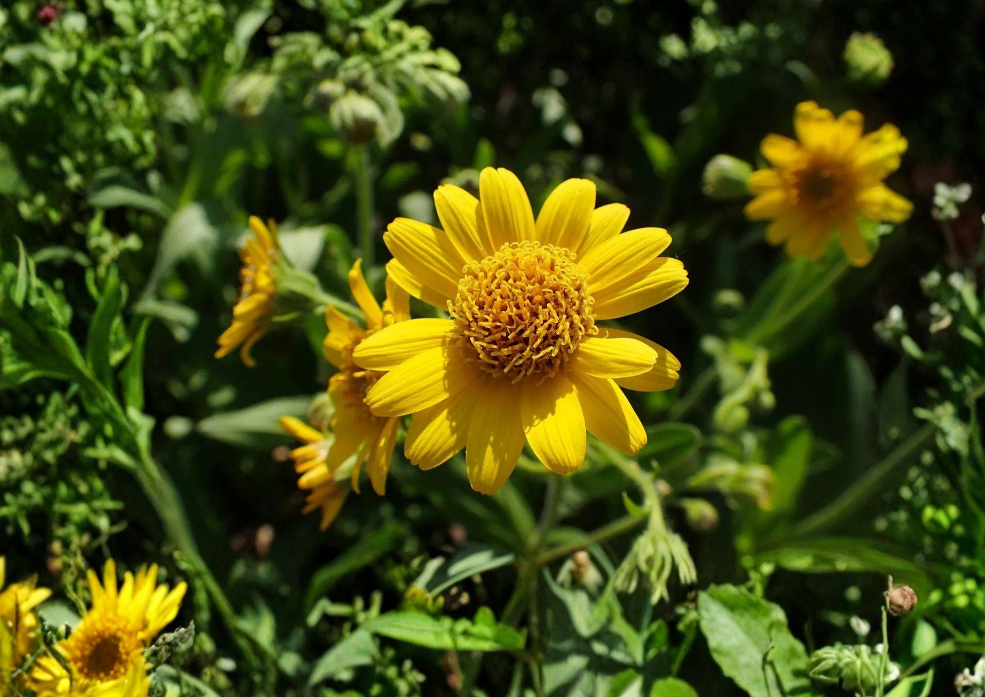 Meadow Arnica Seeds - 100 Count - Native Alpine Wildflower, Pollinator Friendly, Arnica montana