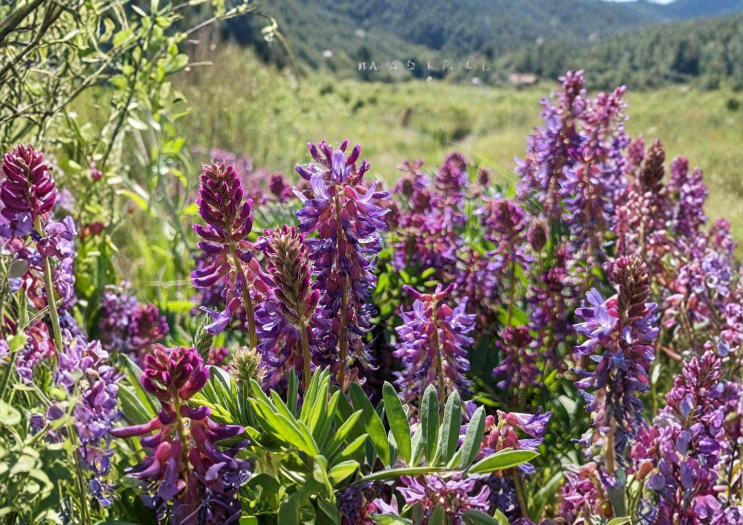 Astragalus bisulcatus Seeds - Twogroove Milkvetch, Purple Flower, Drought Tolerant Native Prairie Legume - 15 Seeds
