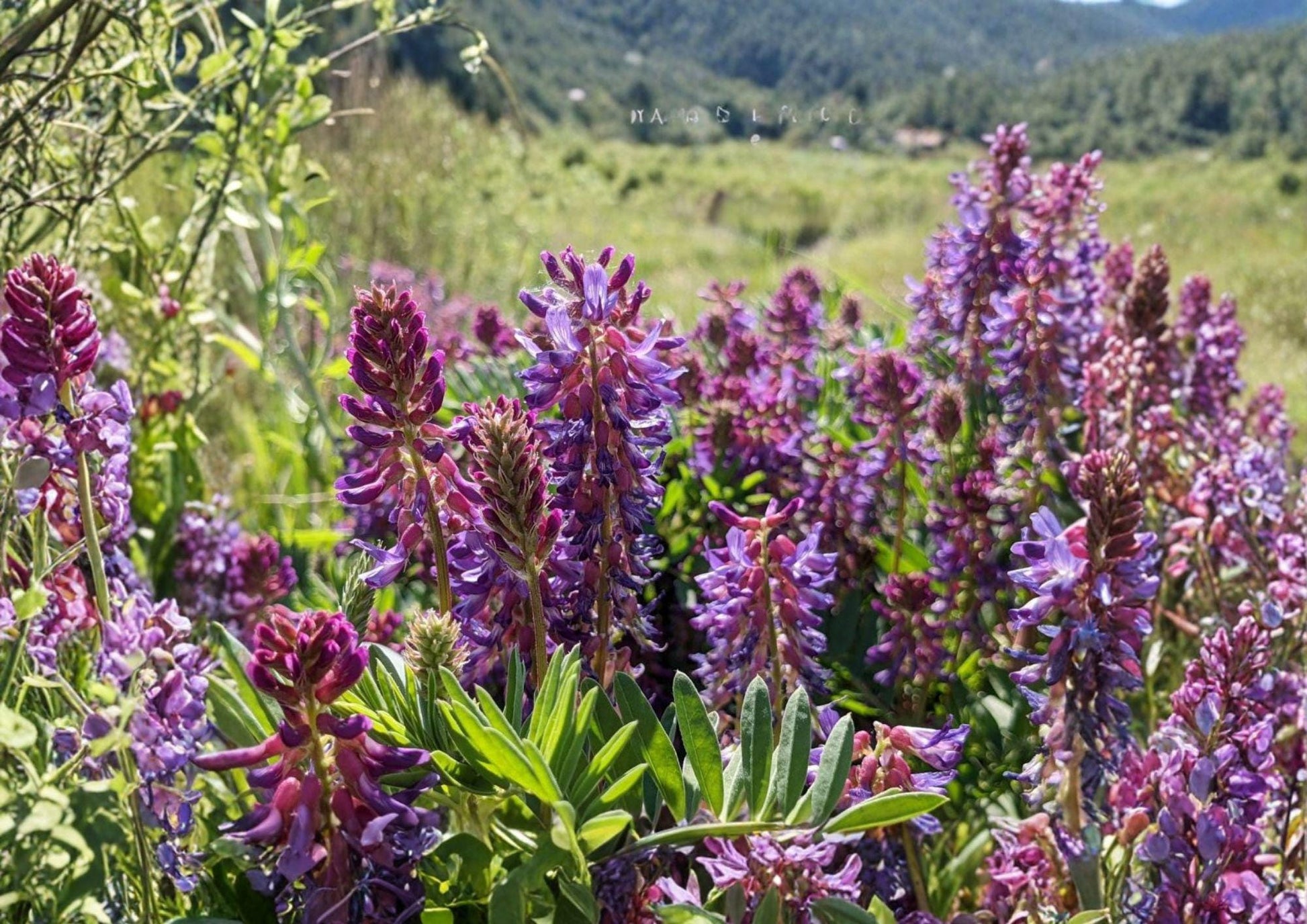 Astragalus bisulcatus Seeds - Twogroove Milkvetch, Purple Flower, Drought Tolerant Native Prairie Legume - 15 Seeds