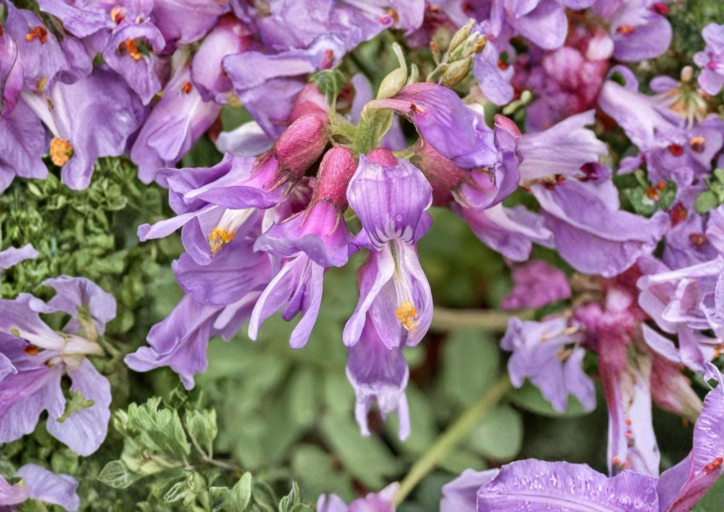 Whisk Broom Milkvetch Seeds - Purple Prairie Legume - Astragalus - 15 Fresh Seeds for Planting